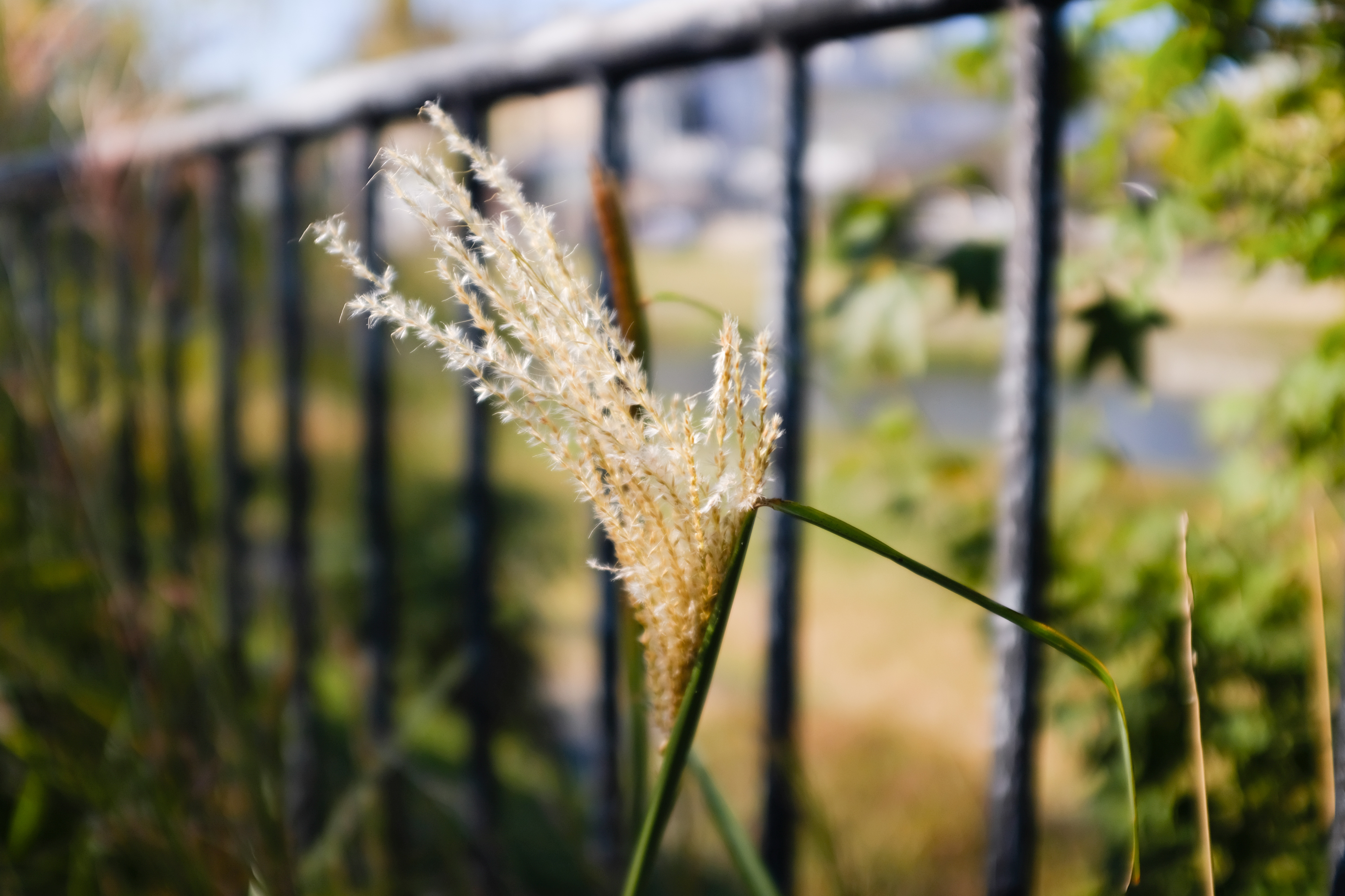 X100F [シルバー]