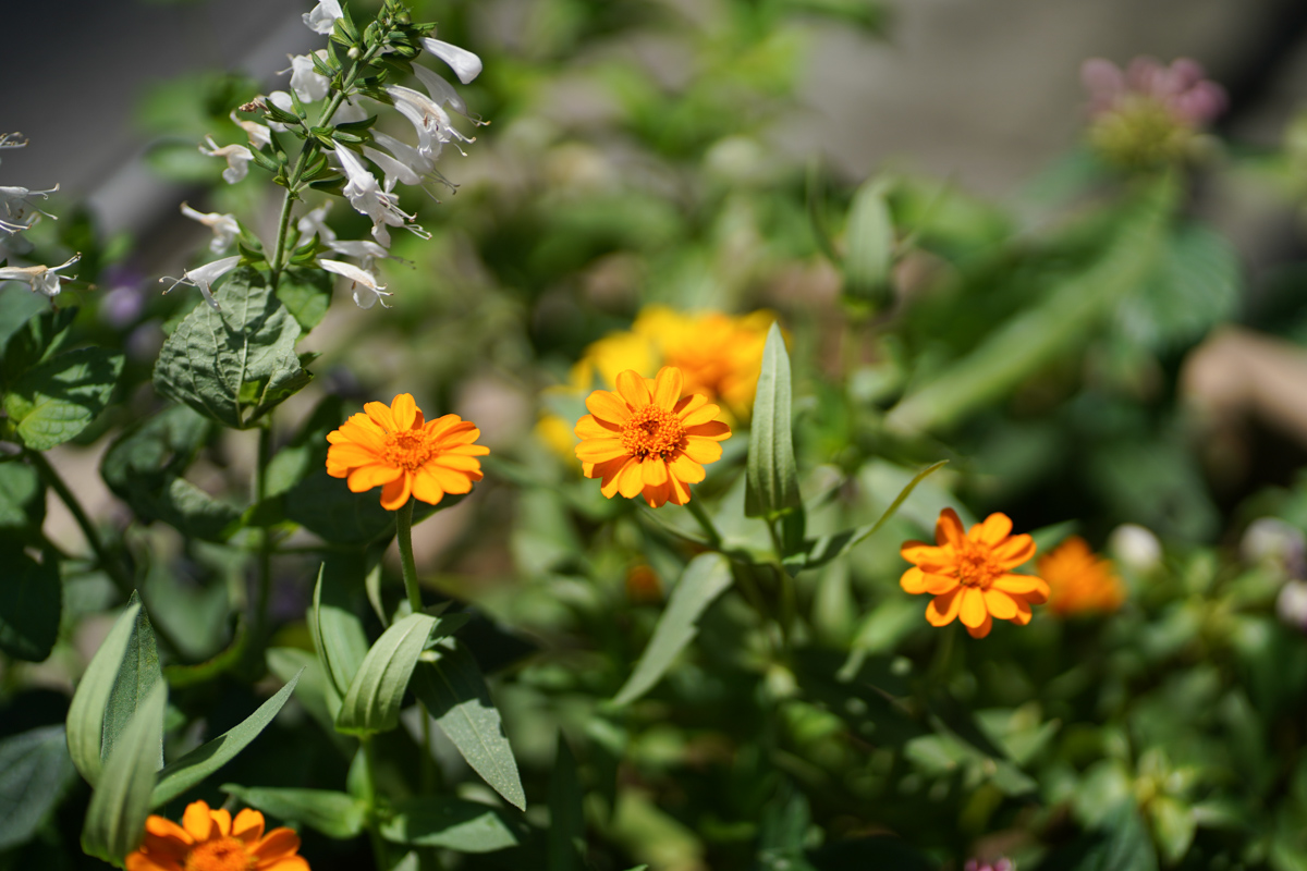 SONY(ソニー) FE 85mm F1.8 SEL85F18