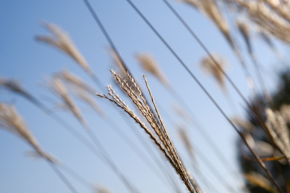 フジノンレンズ XF16-80mmF4 R OIS WR