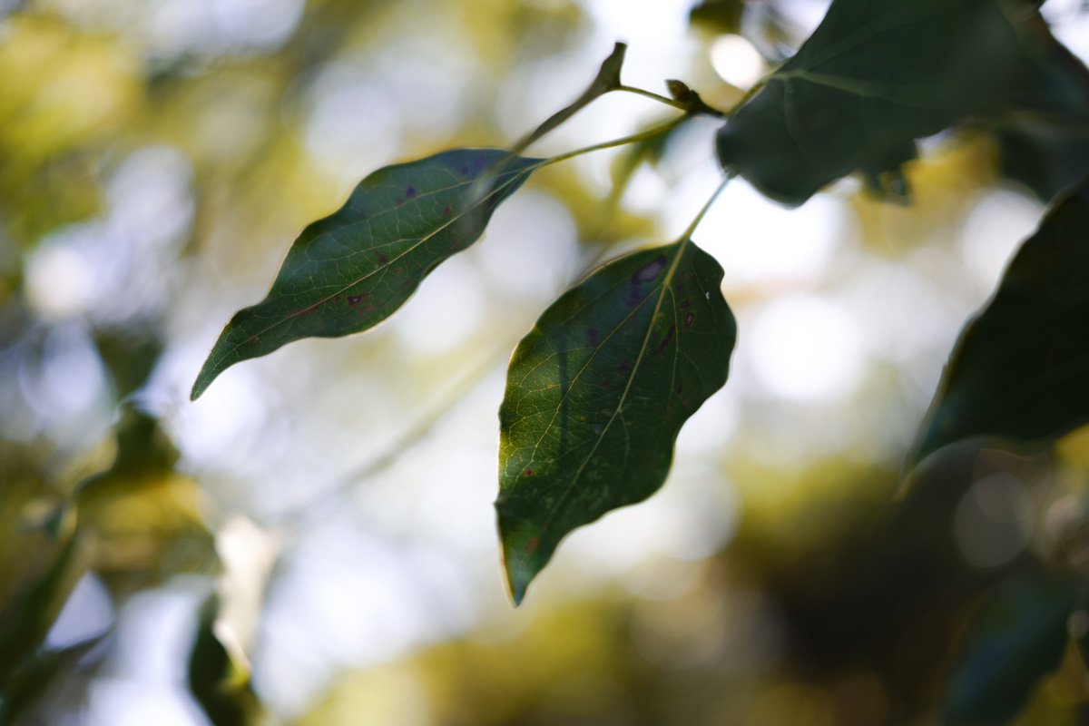 SIGMA fp 45mm F2.8 DG DN Contemporary キット