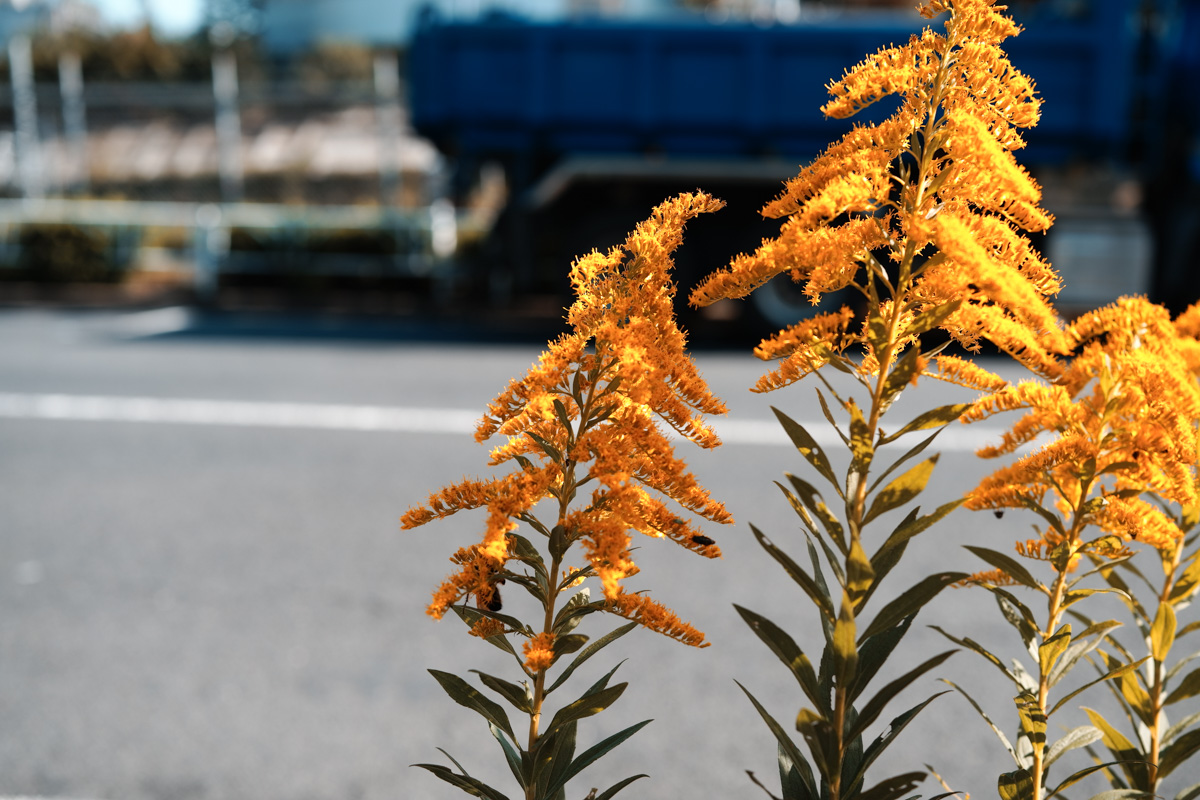 SIGMA fp 45mm F2.8 DG DN Contemporary キット