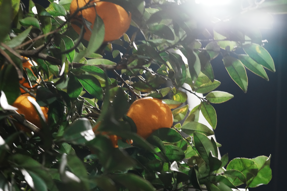 SONY 新世代フルサイズミラーレス & 標準単焦点レンズセット α7 IV ILCE-7M4 + FE 50mm F1.8