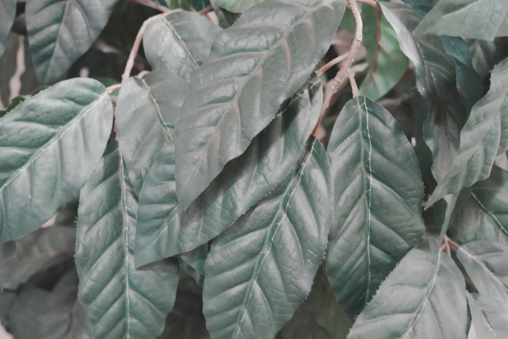 SONY 新世代フルサイズミラーレス & 標準単焦点レンズセット α7 IV ILCE-7M4 + FE 50mm F1.8