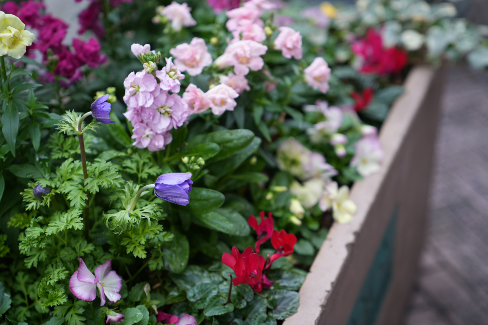 SONY 新世代フルサイズミラーレス & 純正標準ズームセット α7 IV ILCE-7M4 + FE 24-70mm F2.8 GM