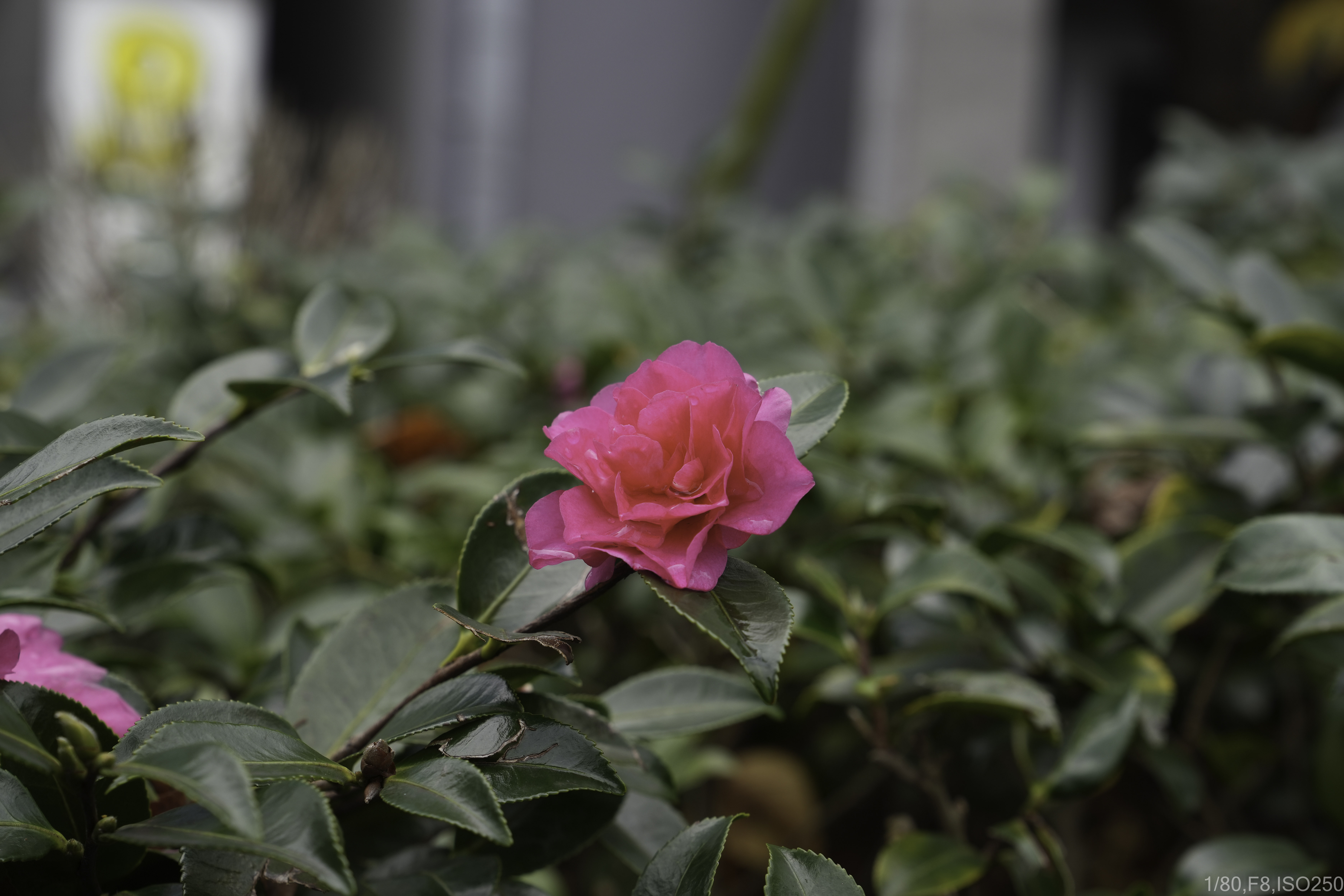 SONY 新世代フルサイズミラーレス & 純正標準ズームセット α7 IV ILCE-7M4 + FE 24-70mm F2.8 GM