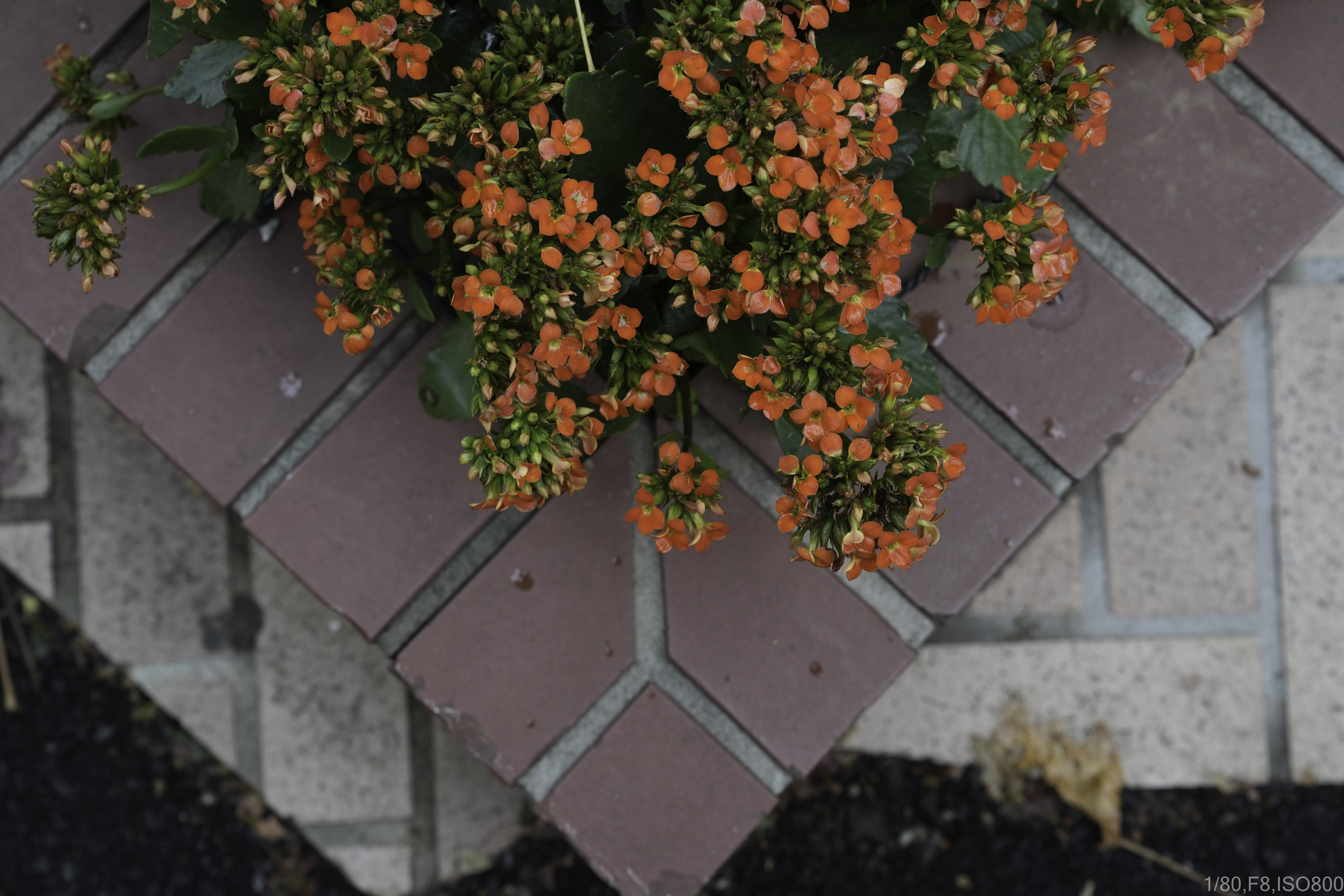 SONY 新世代フルサイズミラーレス & 純正標準ズームセット α7 IV ILCE-7M4 + FE 24-70mm F2.8 GM