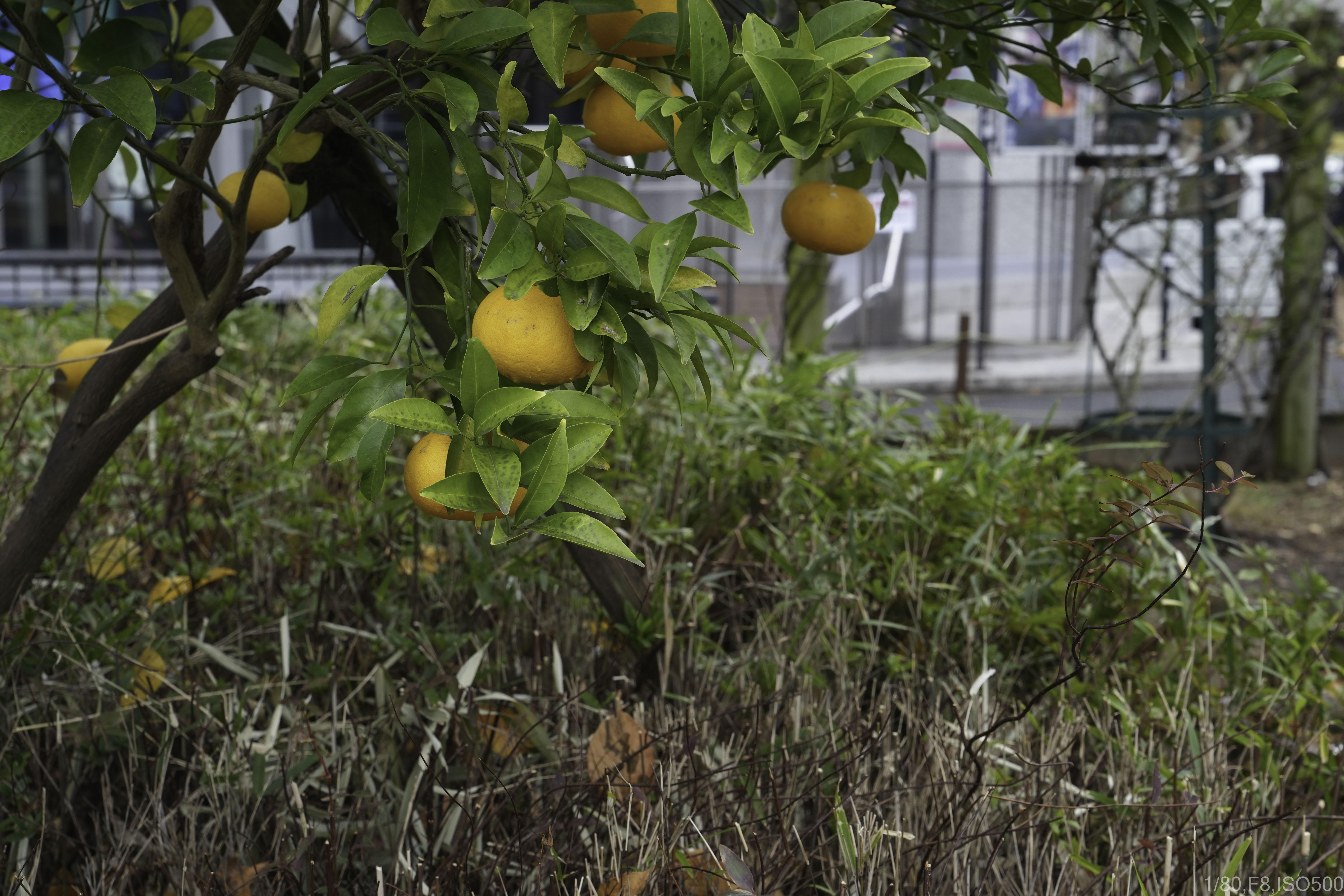 SONY 新世代フルサイズミラーレス & 純正標準ズームセット α7 IV ILCE-7M4 + FE 24-70mm F2.8 GM