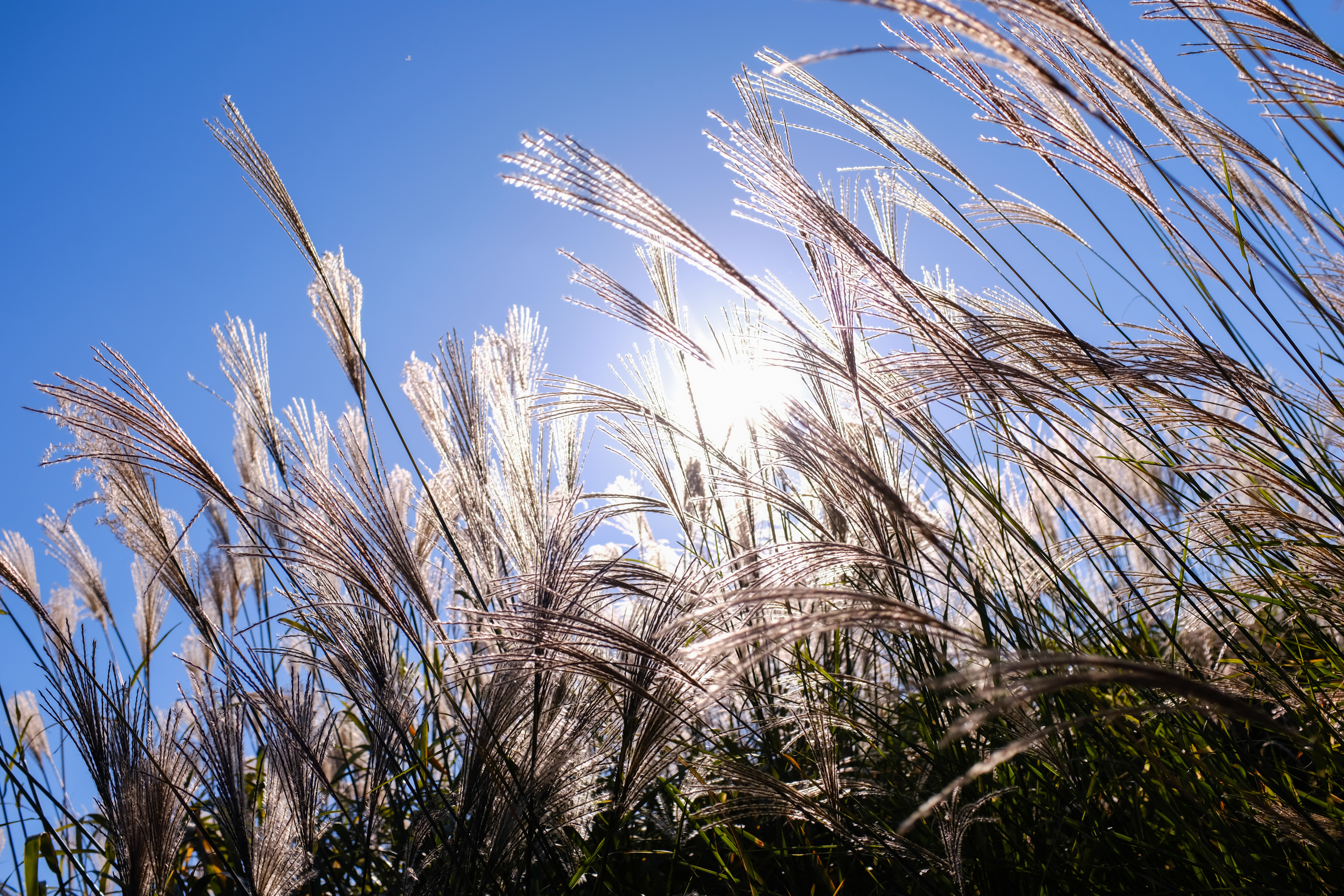 RICOH & FUJIFILM 高級コンデジ満喫セット GRⅢ + X100F [ブラック]