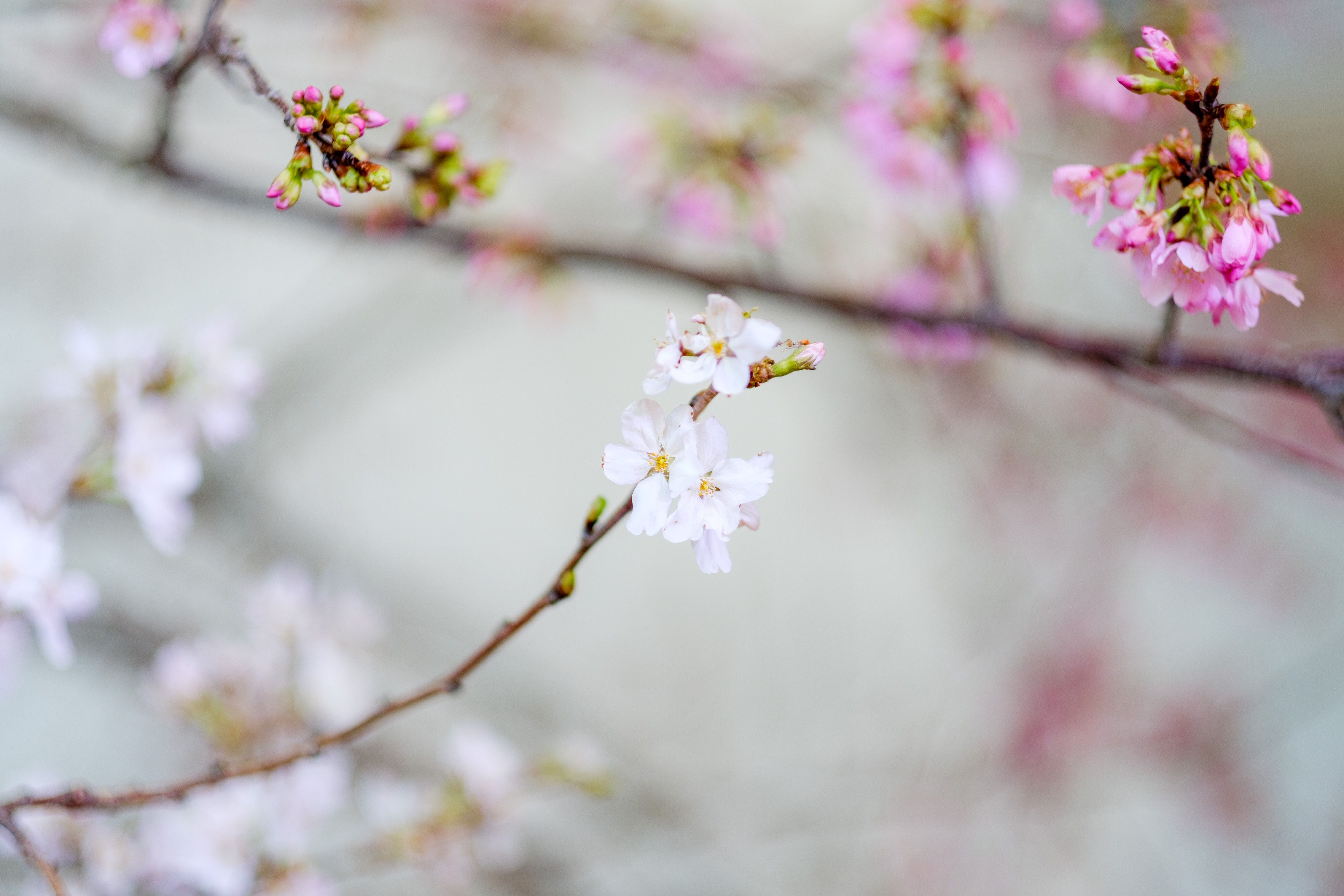 FUJIFILM ボケを楽しむ！ポートレート撮影セット X-H1 + XF56mmF1.2 R