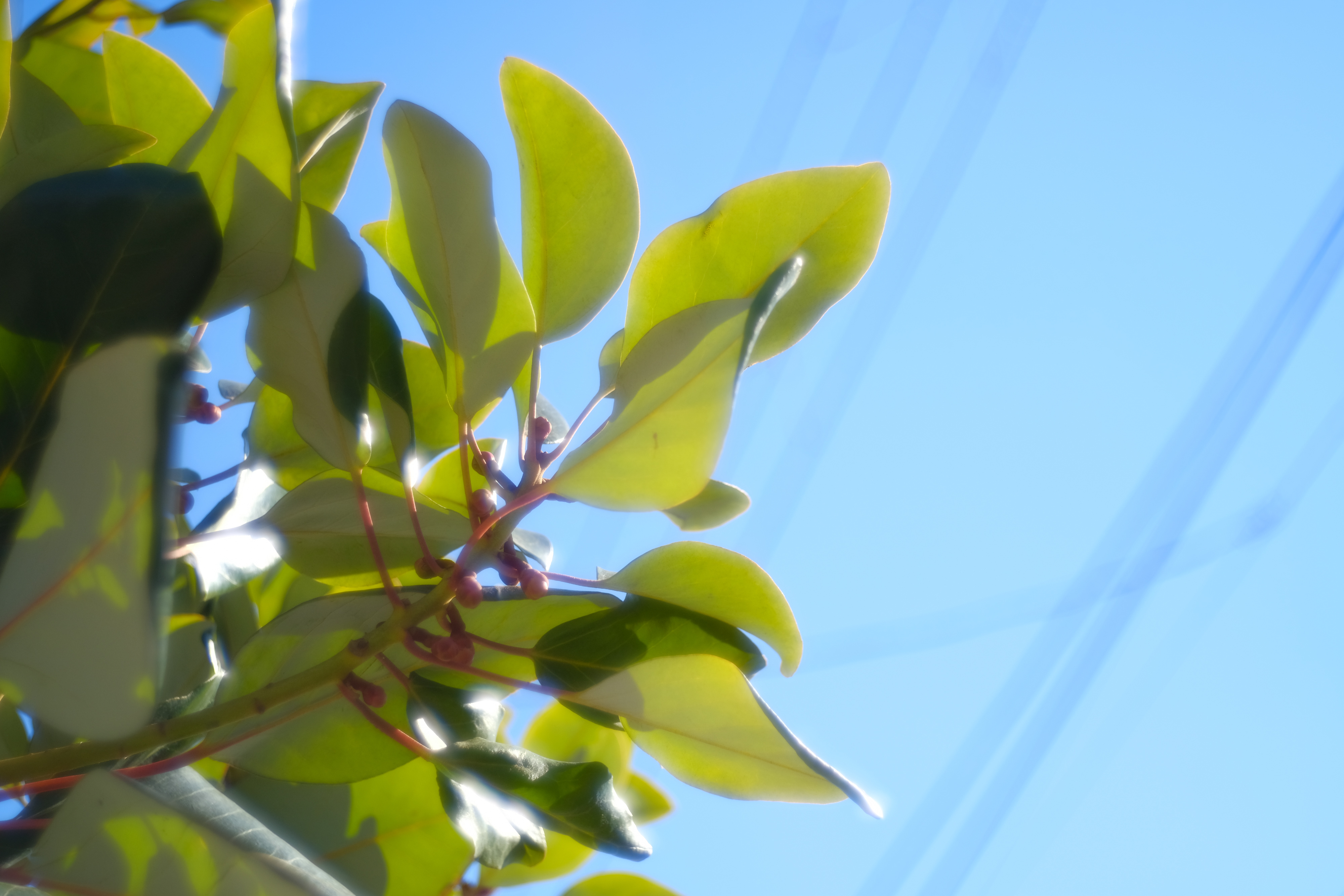 木下光学研究所 KISTAR 40mm F2.4（フジフイルムX用）