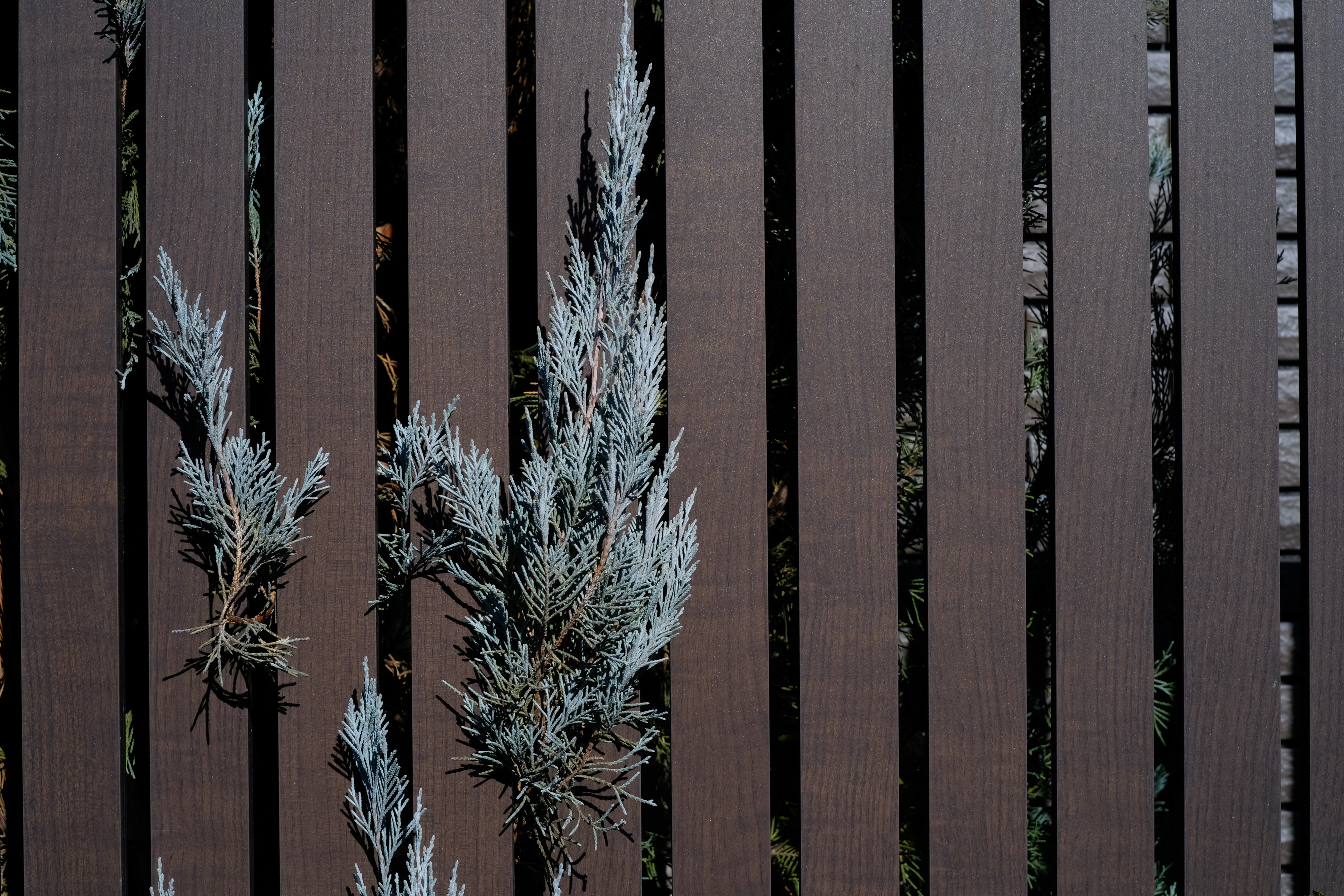 木下光学研究所 KISTAR 40mm F2.4（フジフイルムX用）