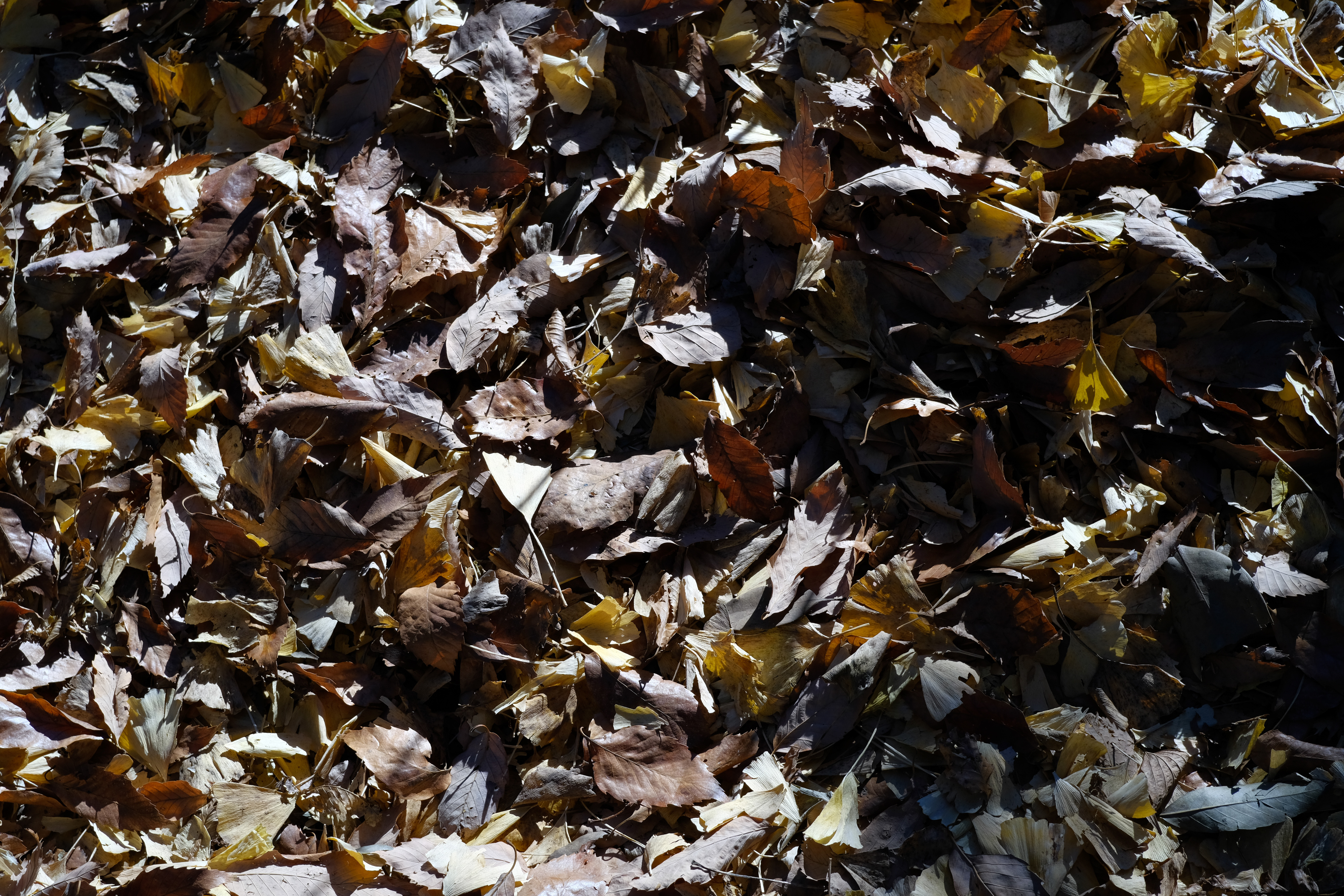 木下光学研究所 KISTAR 40mm F2.4（フジフイルムX用）