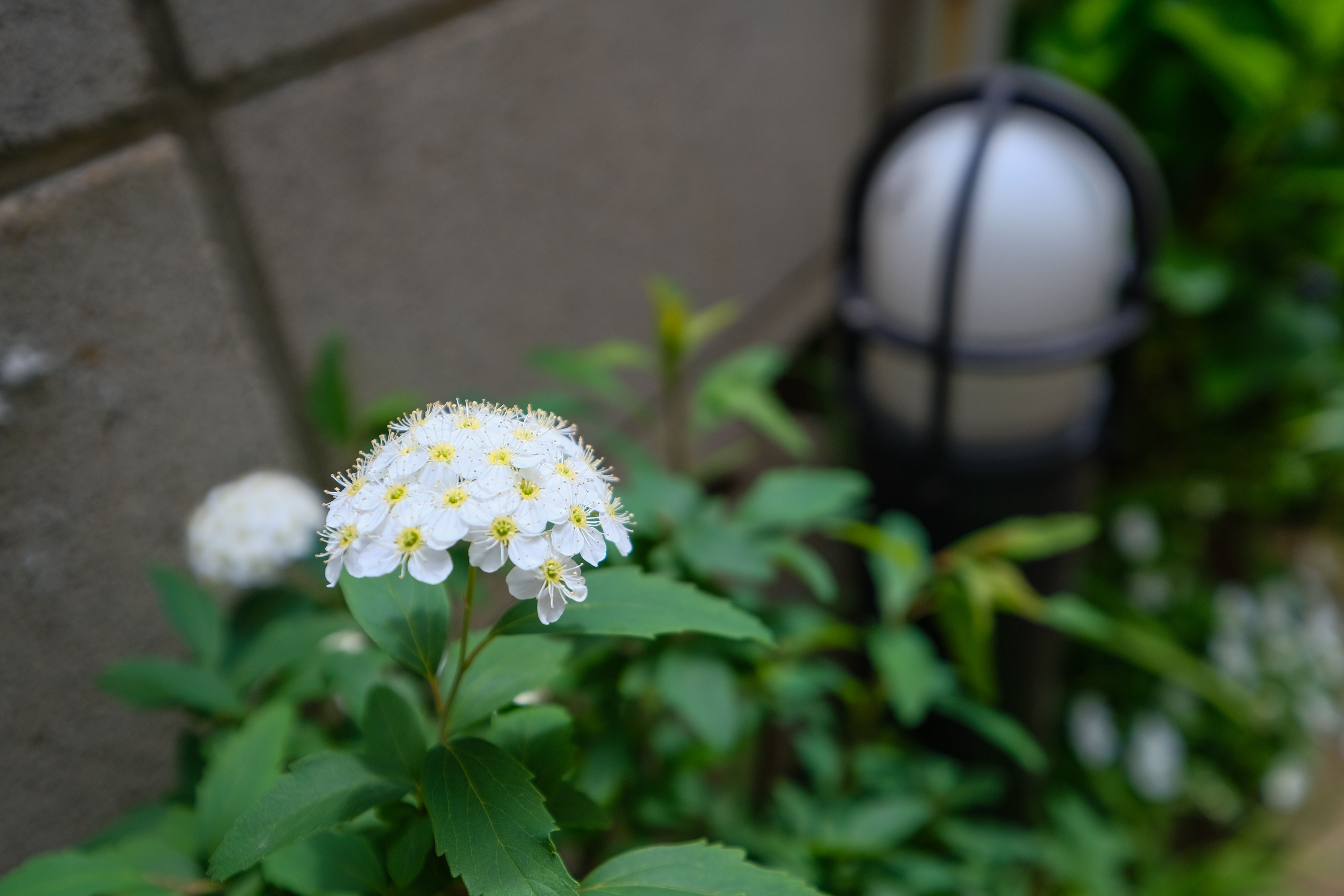 フジノンレンズ XF10-24mmF4 R OIS WR