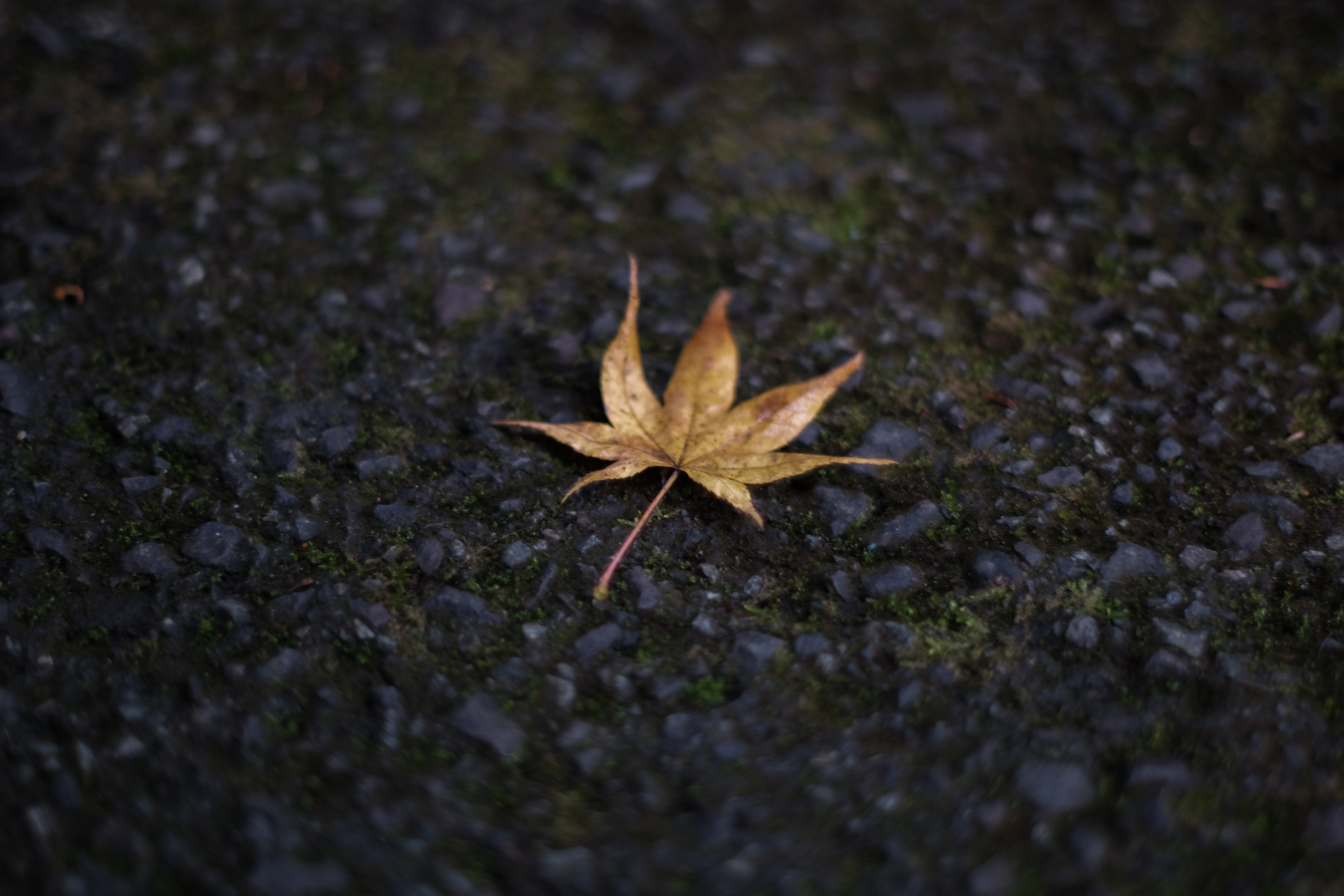 X-T3 ボディ [ブラック]