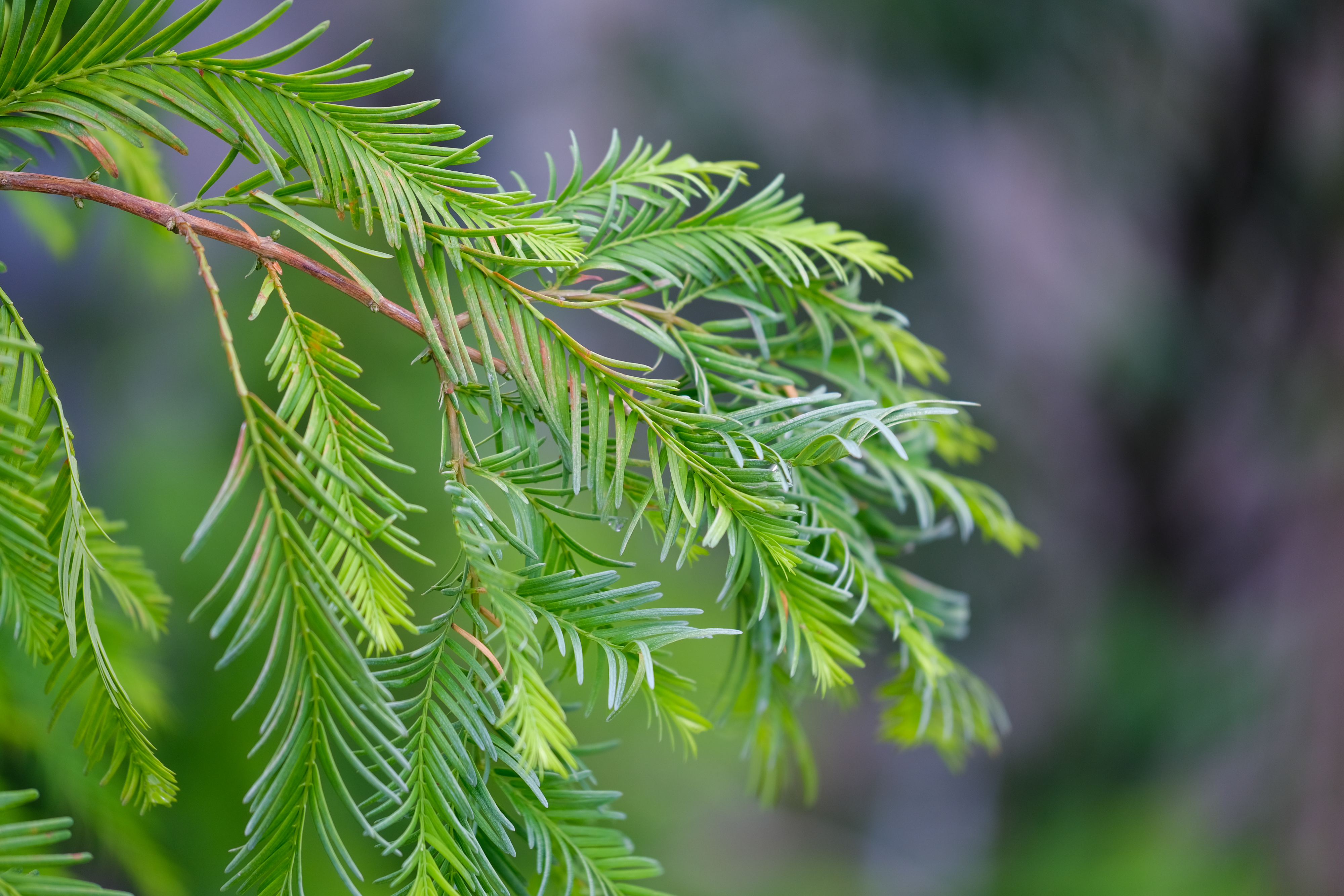 X-T3 ボディ [ブラック]