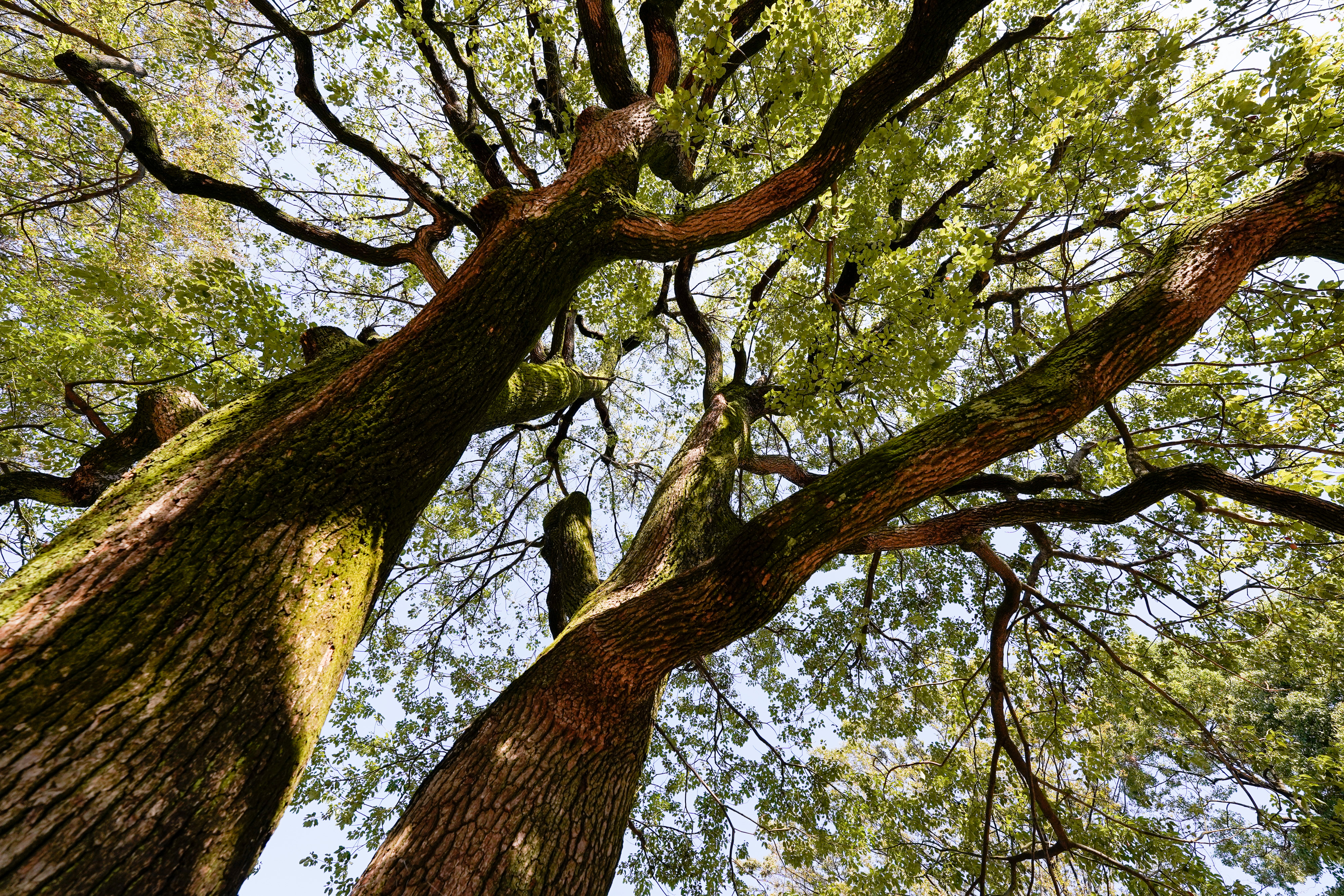 14-24mm F2.8 DG DN [ソニーE用]