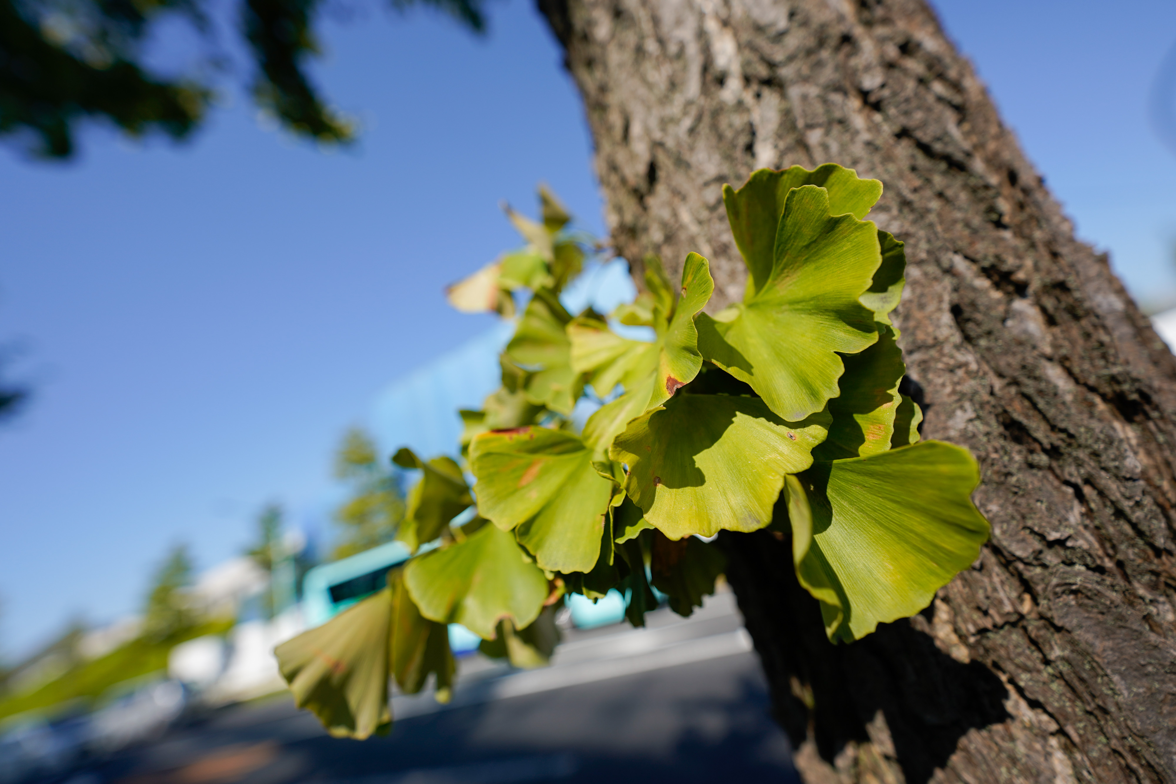 14-24mm F2.8 DG DN [ライカL用]