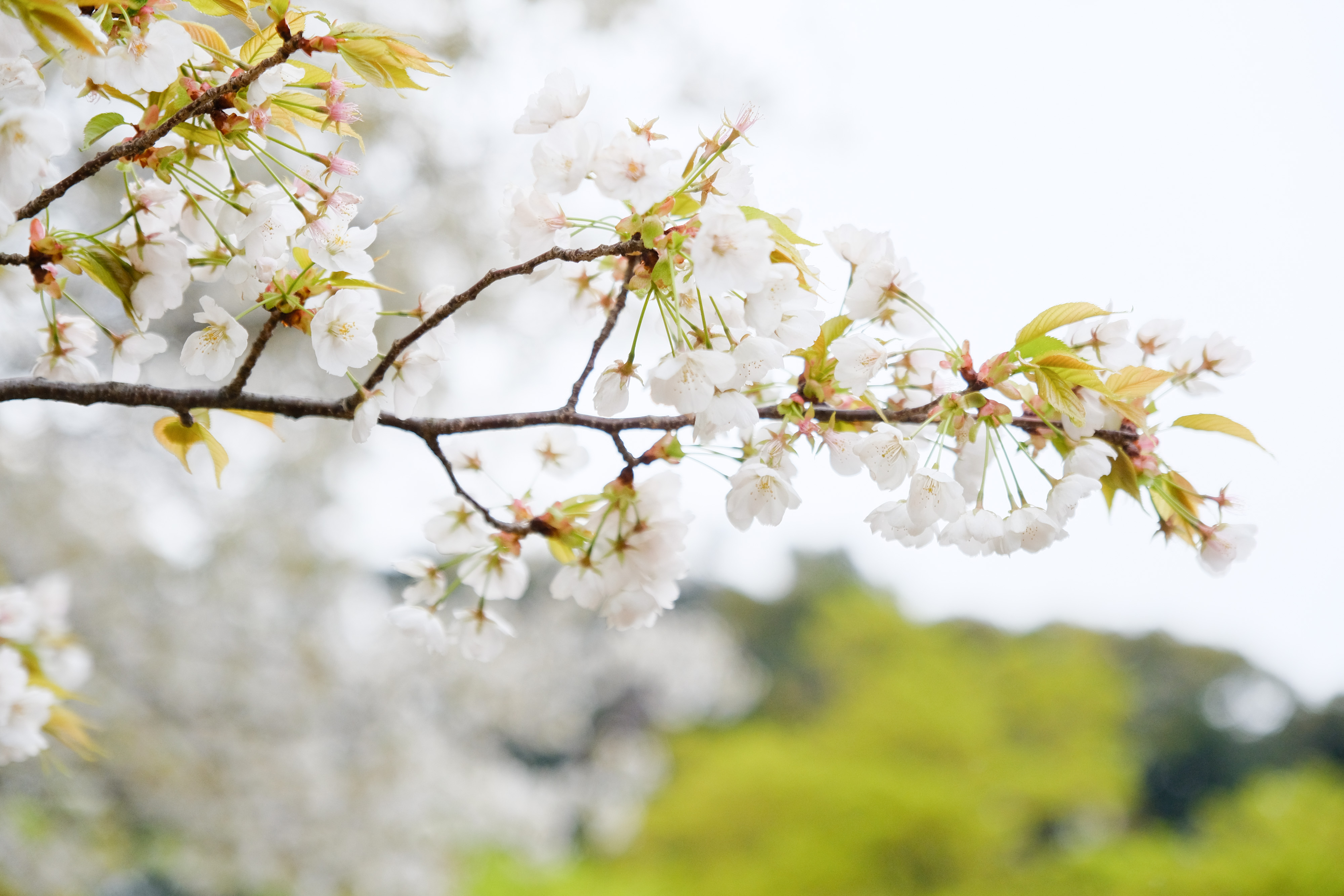 フジノンレンズ XF16-55mmF2.8 R LM WR