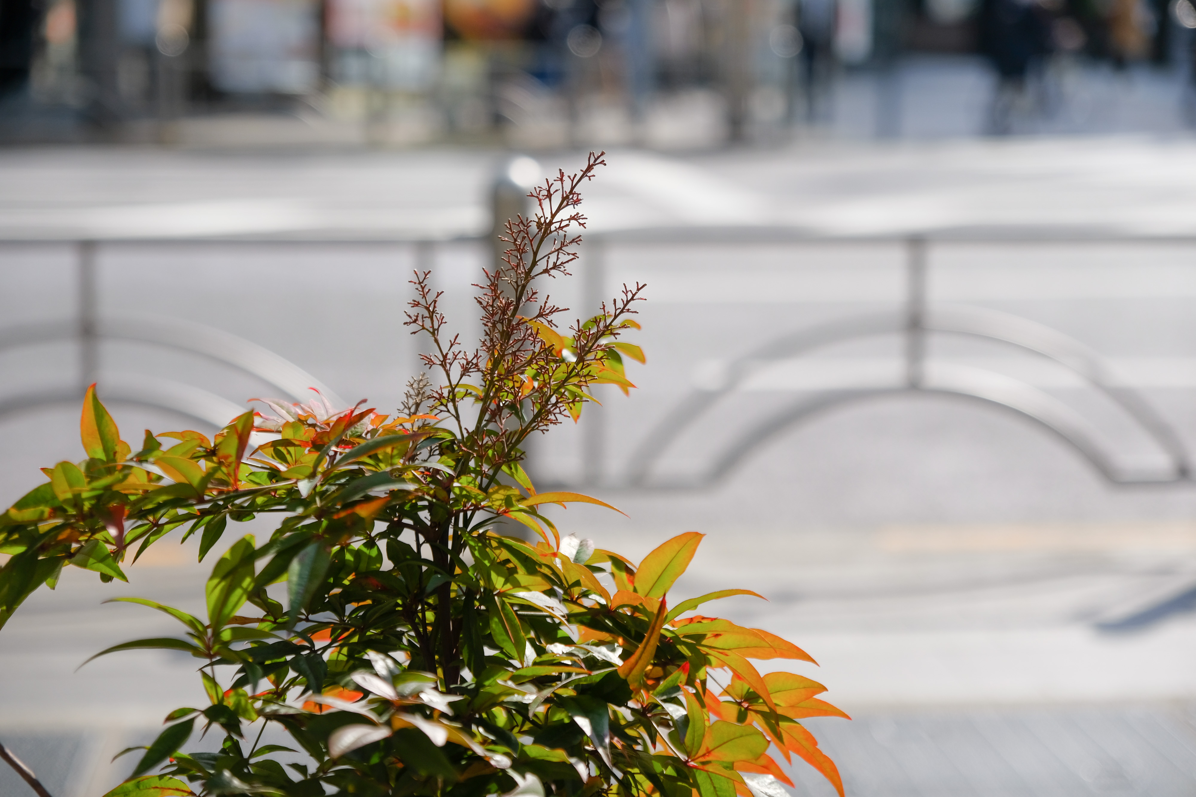 フジノンレンズ XF16-55mmF2.8 R LM WR