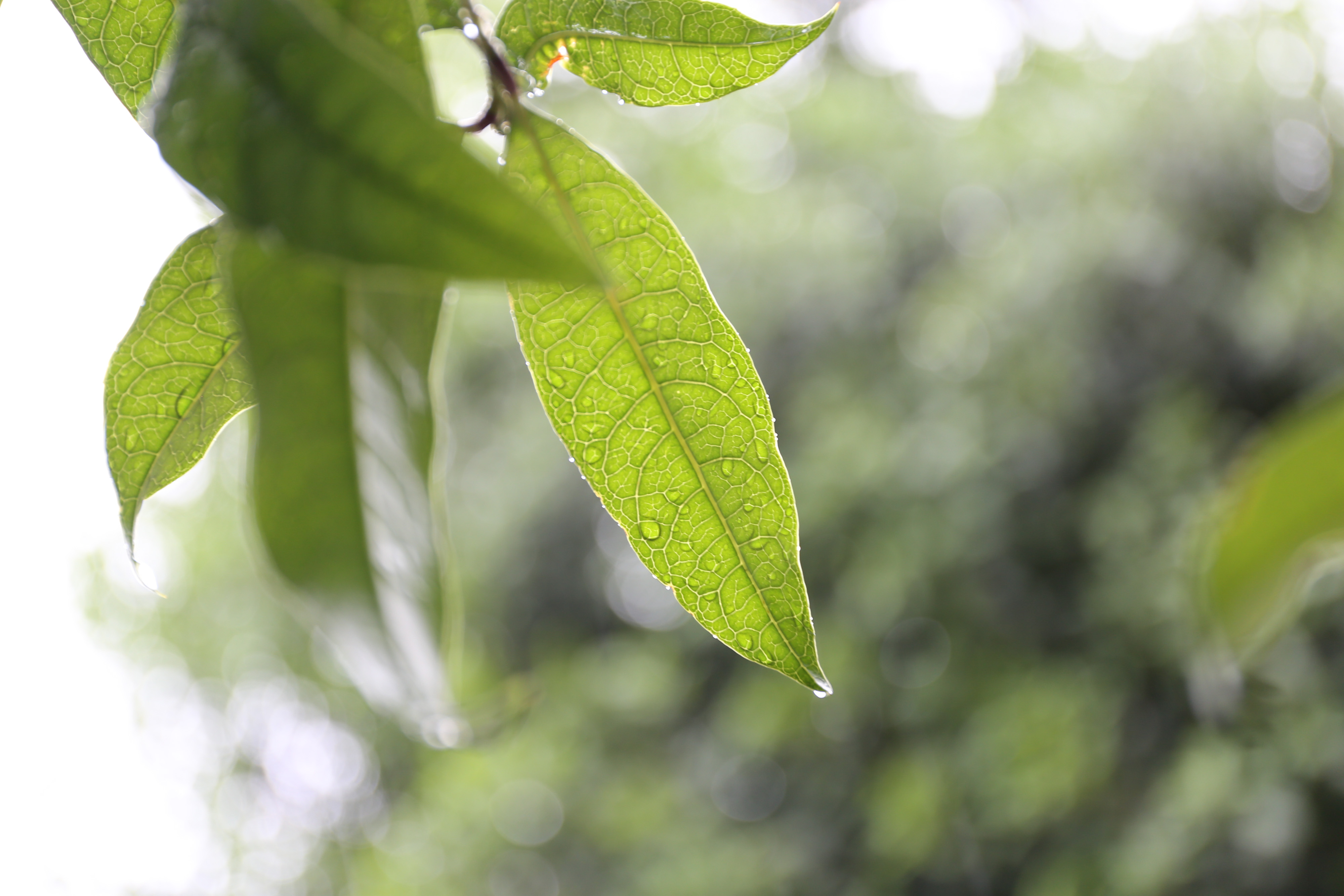 EF24-70mm F4L IS USM