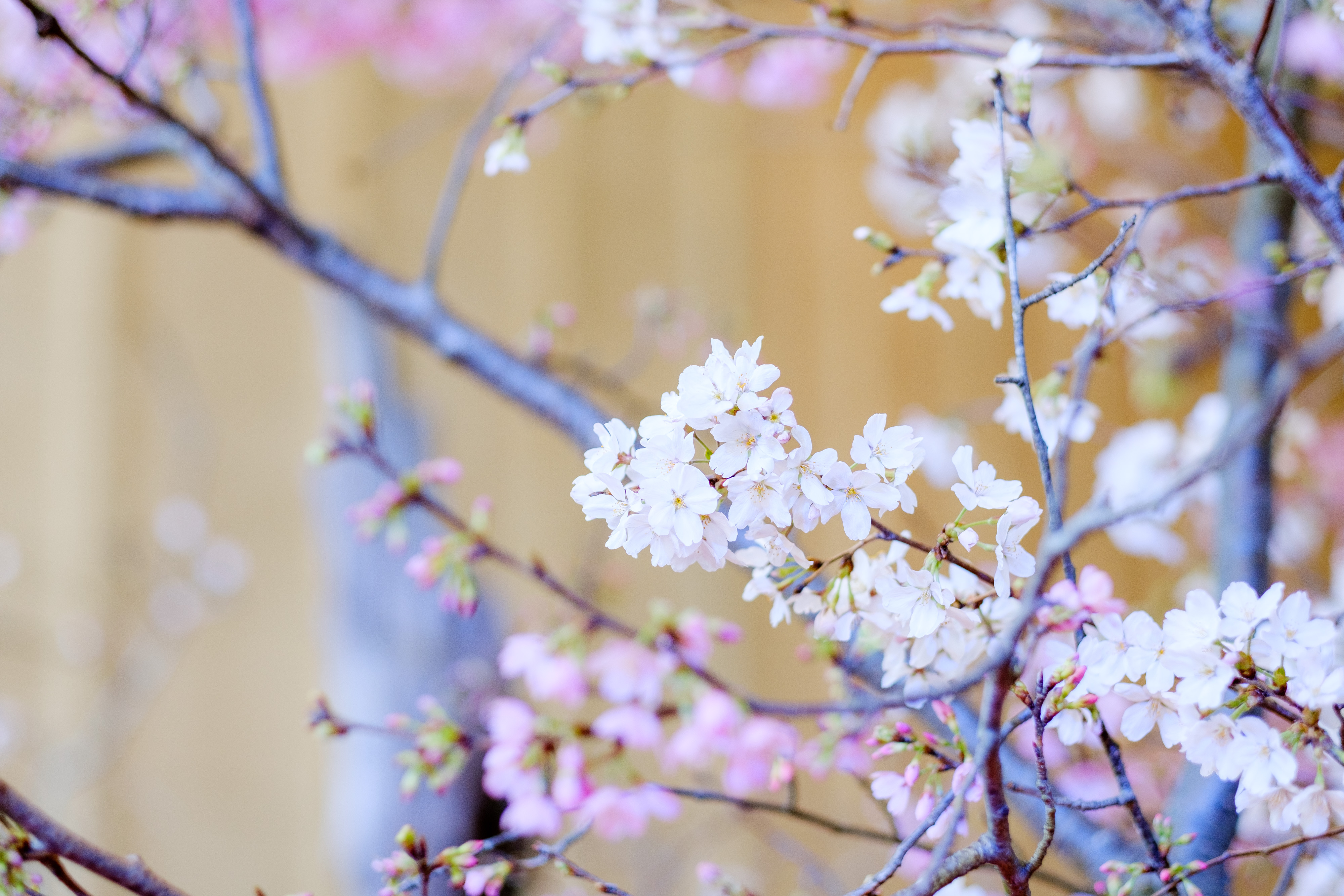 フジノンレンズ XF56mmF1.2 R