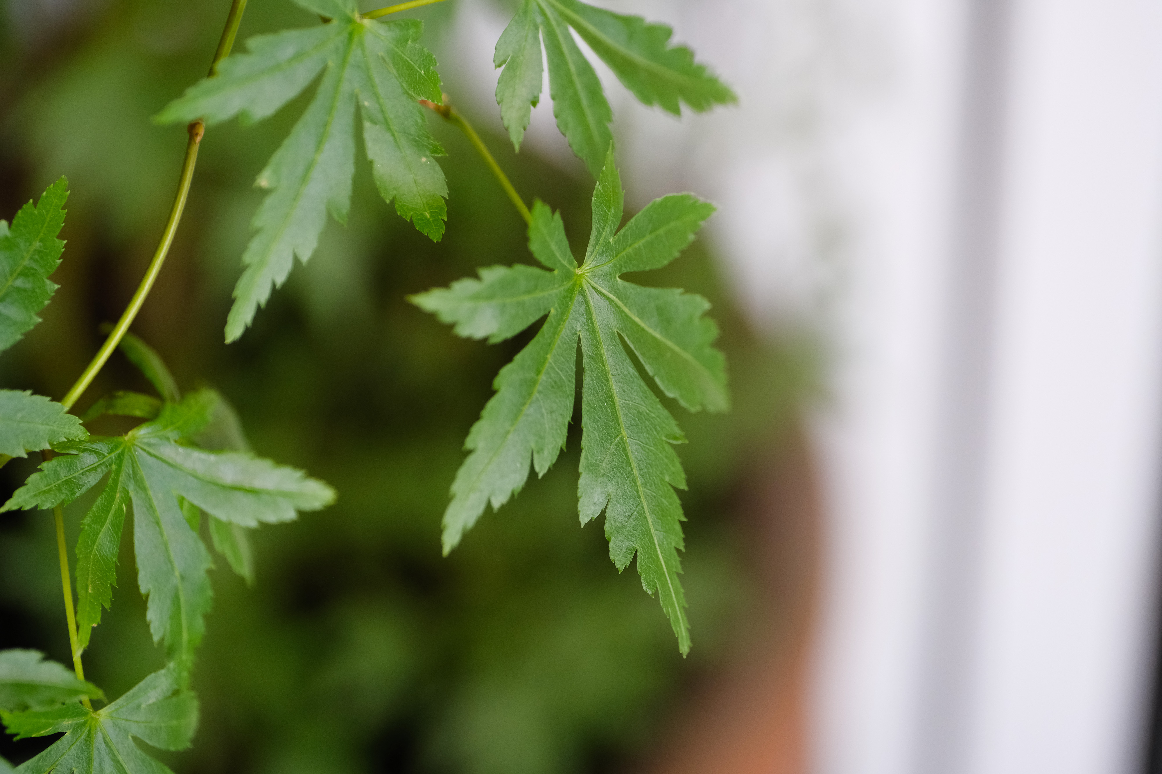 Touit 2.8/50M [フジフイルム用]