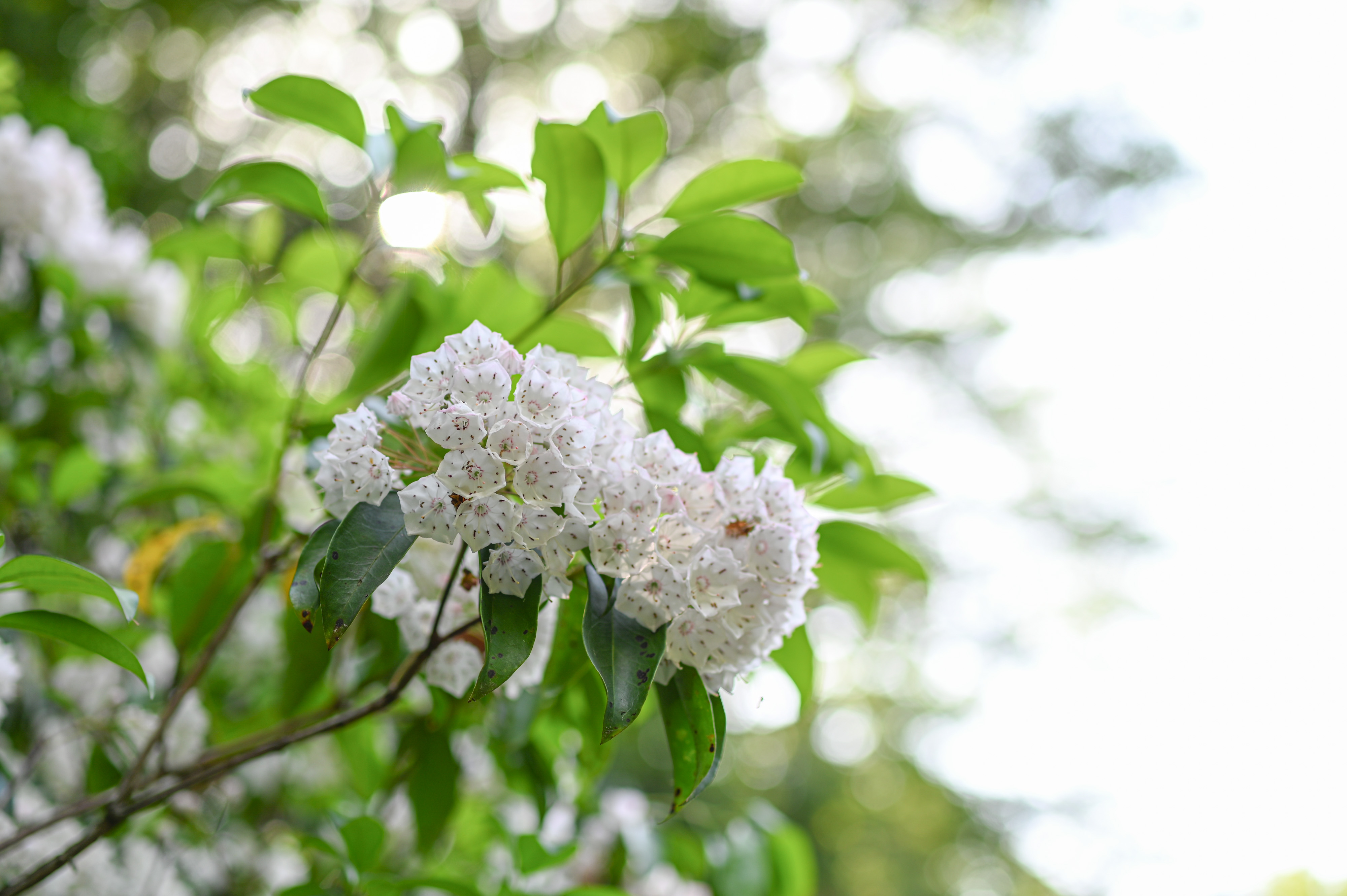 SP 45mm F/1.8 Di USD (Model F013) [ソニー用]