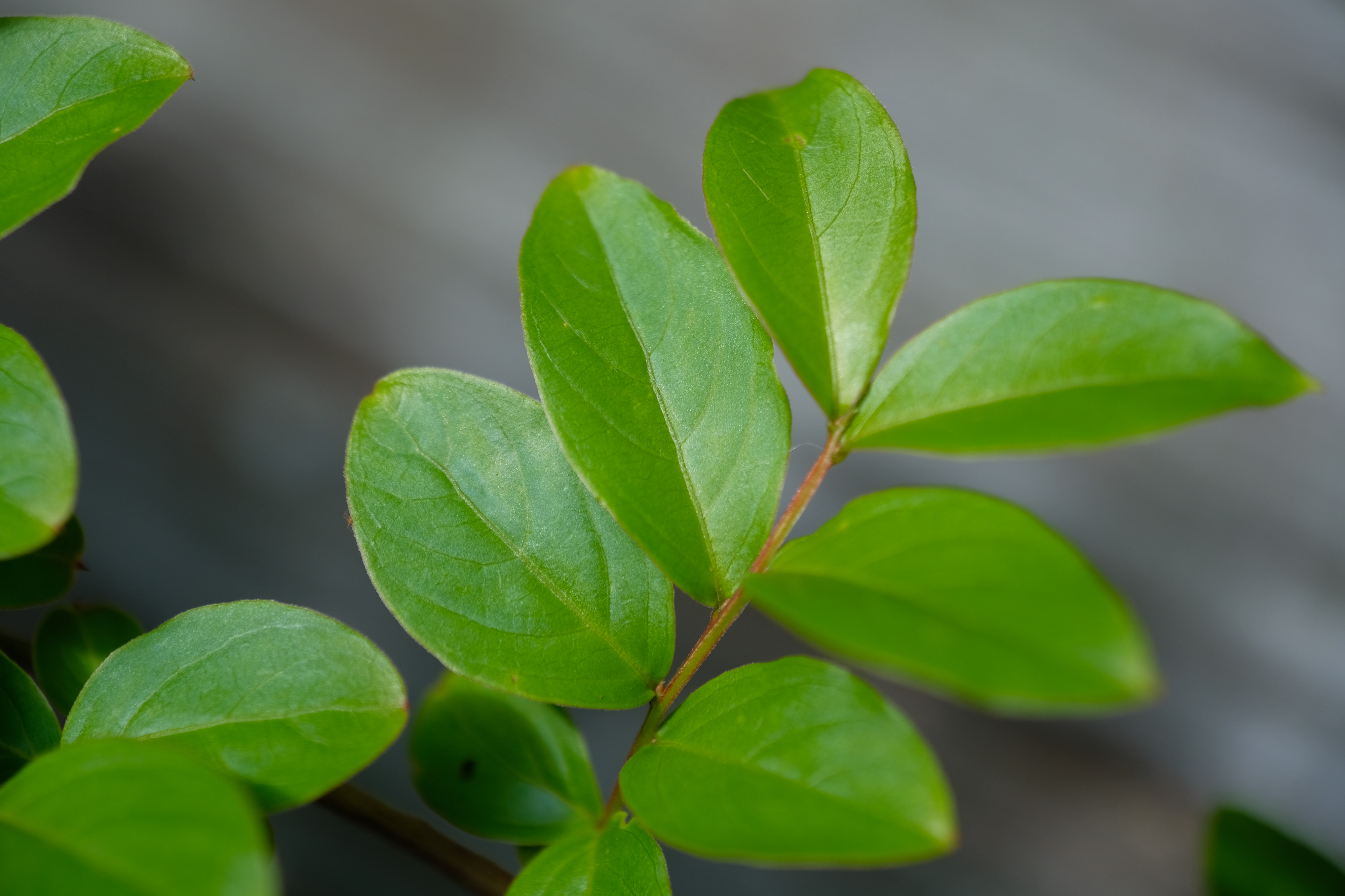 NiSiフィルター クローズアップレンズ NC キット