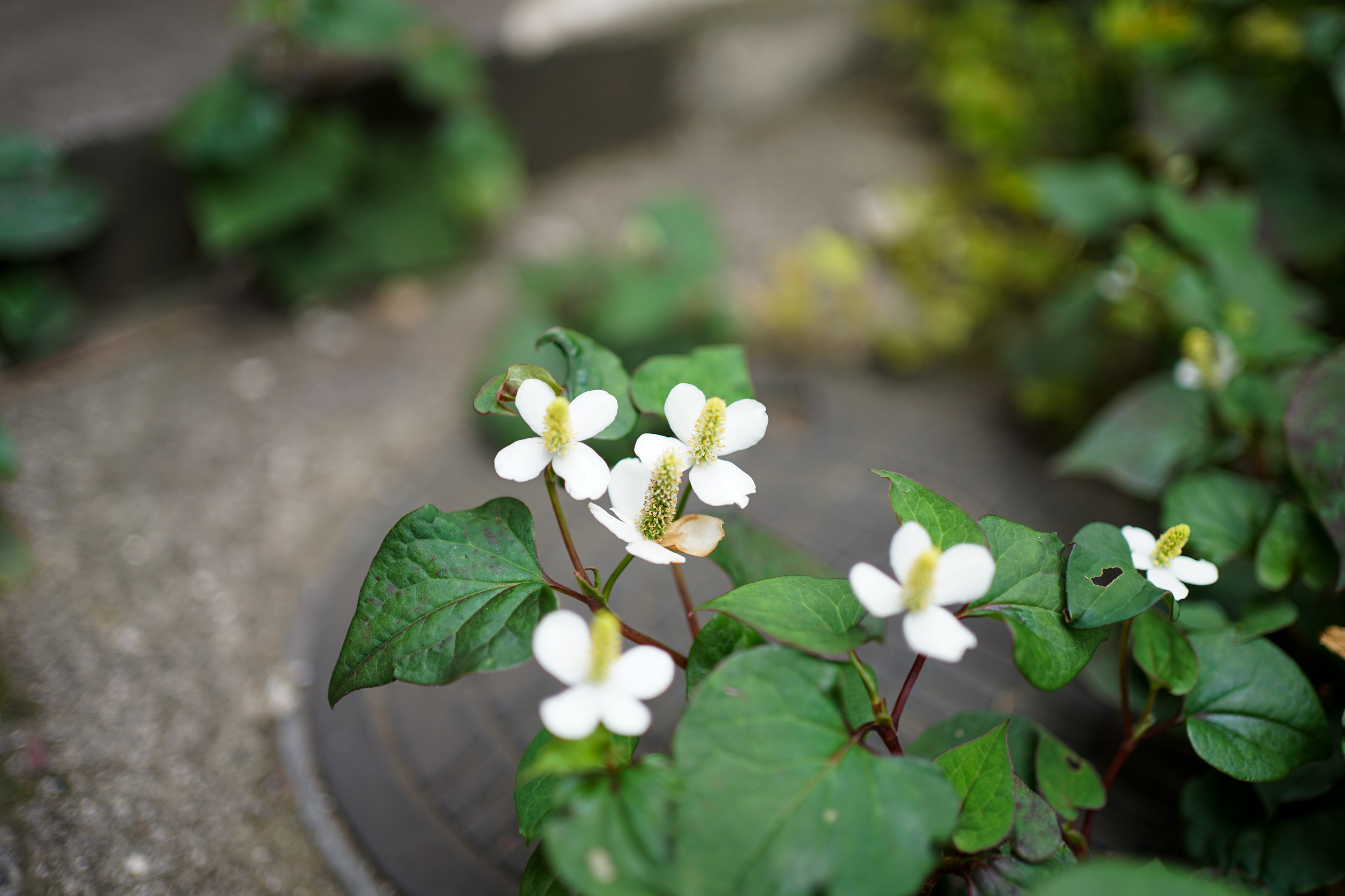 FE 35mm F1.8 SEL35F18F