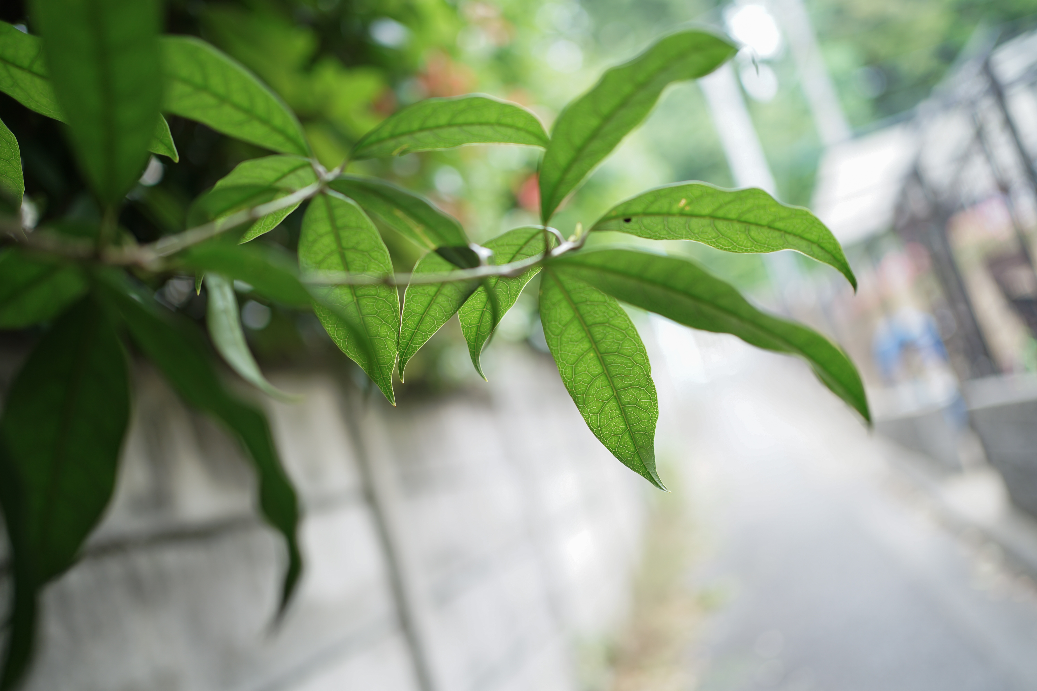 FE 35mm F1.8 SEL35F18F