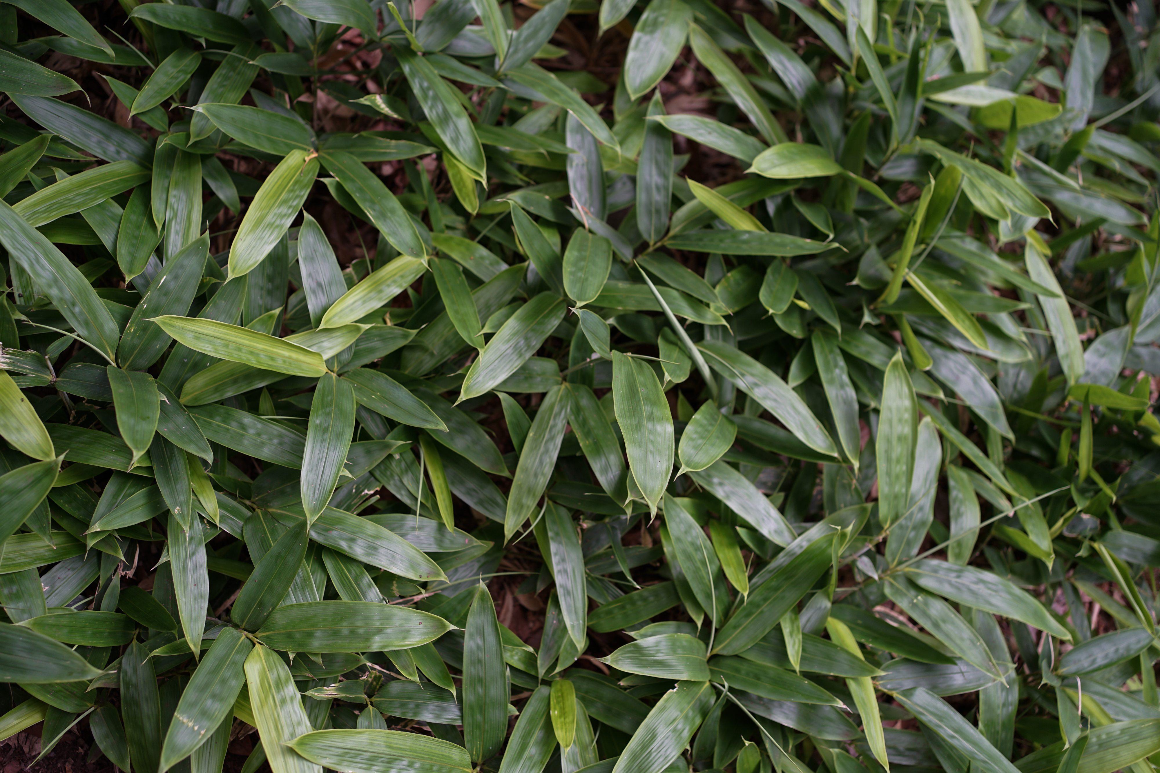 SONY フルサイズミラーレス×単焦点スナップ撮影デビューセット α7 + FE 35mm F1.8