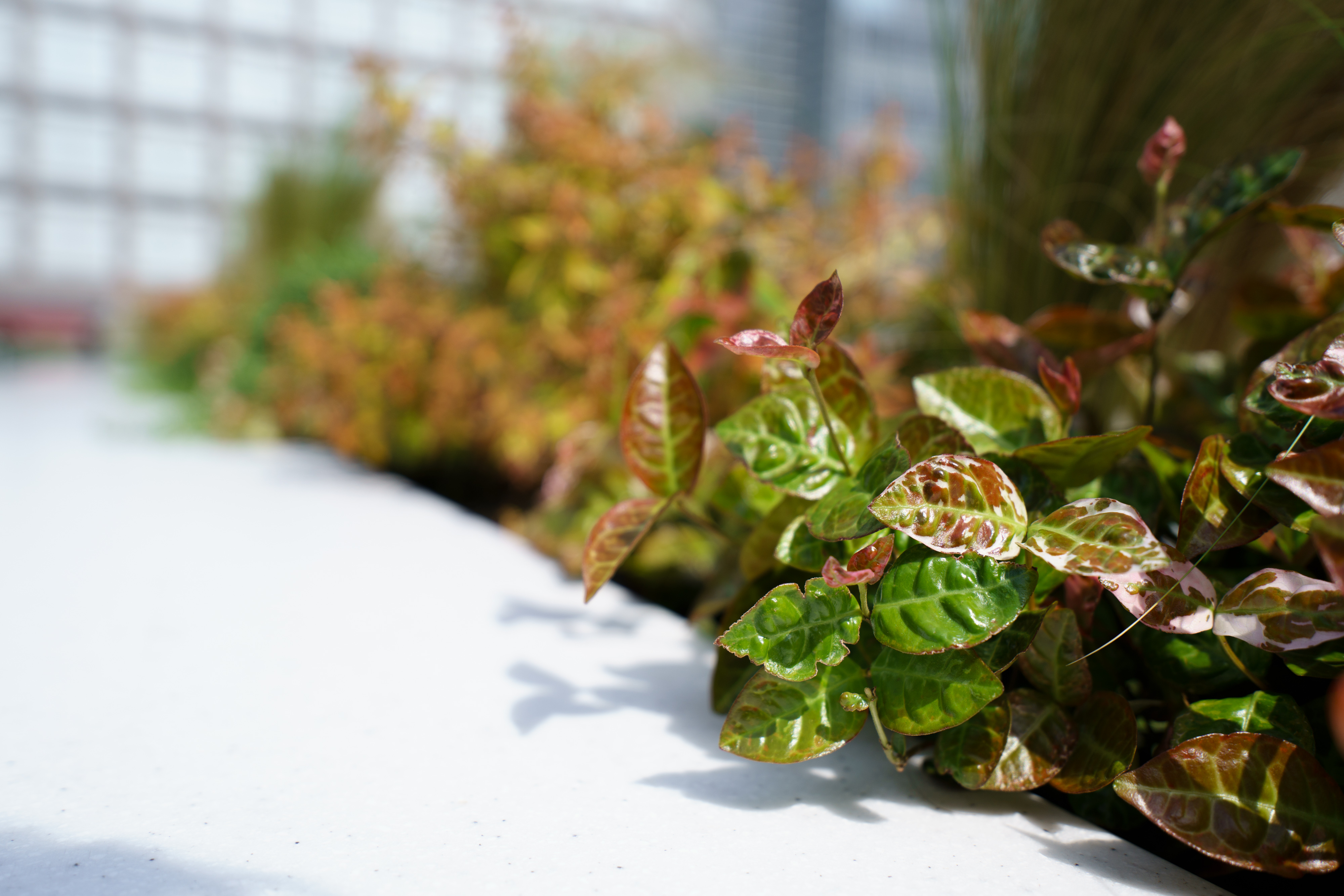 11-20mm F/2.8 Di III-A RXD (Model B060)