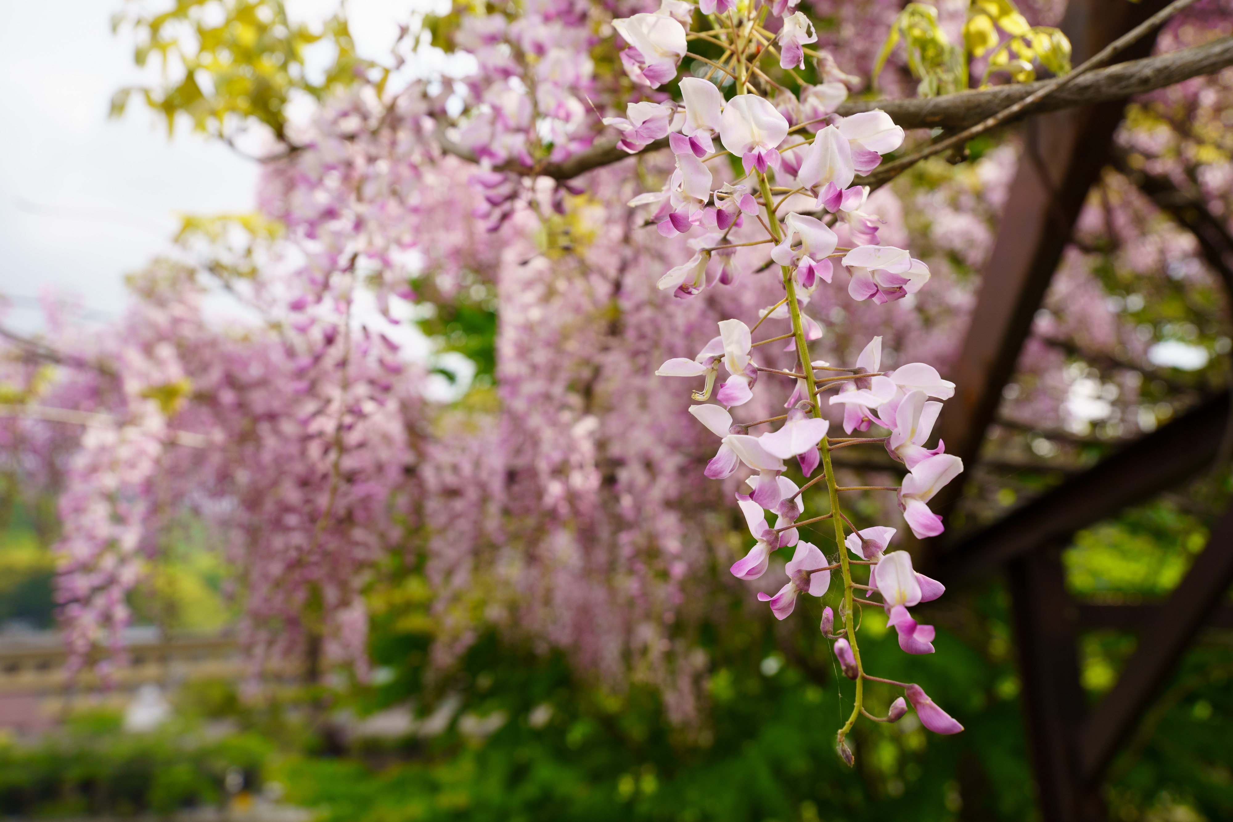 11-20mm F/2.8 Di III-A RXD (Model B060)