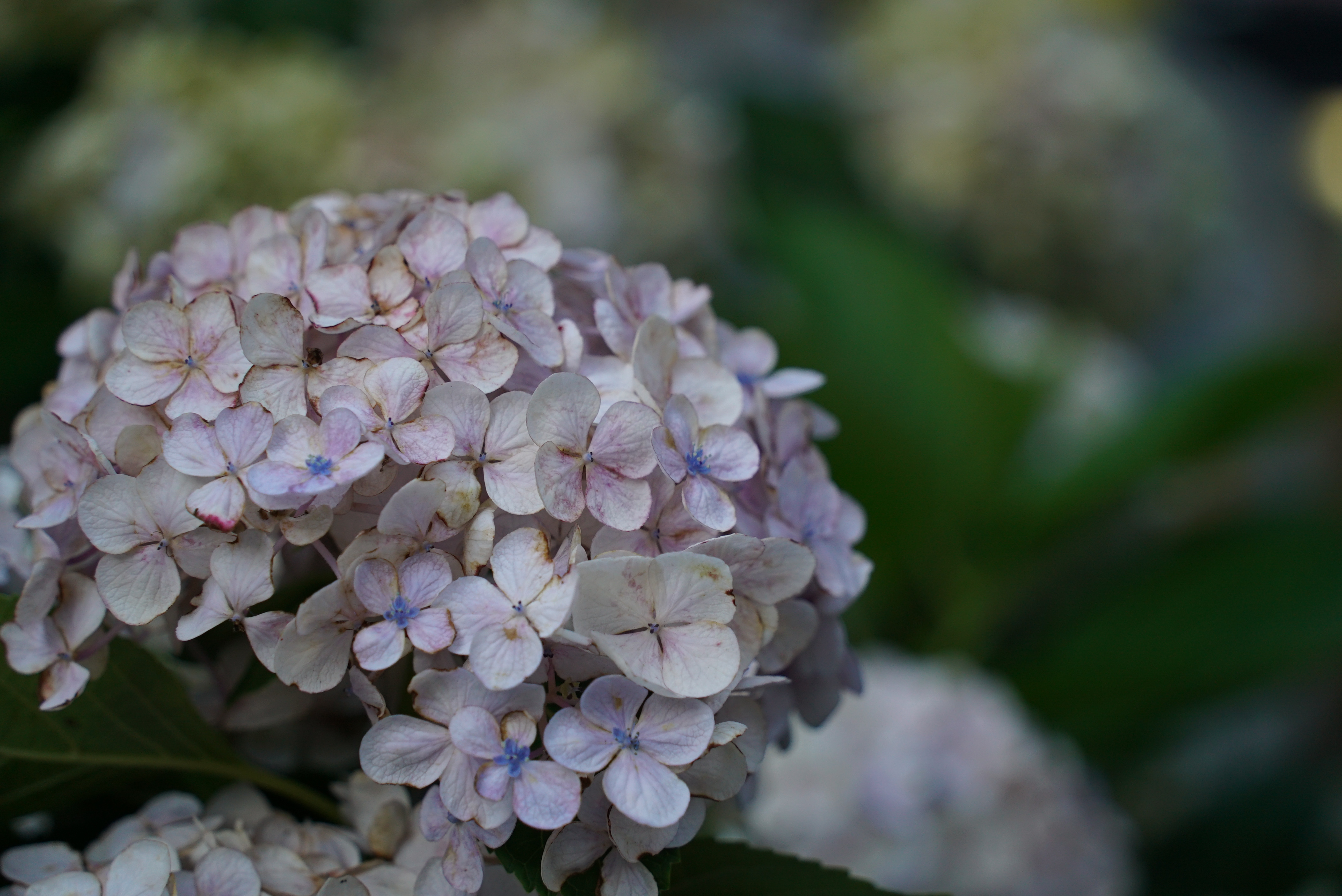 28-200mm F/2.8-5.6 Di III RXD