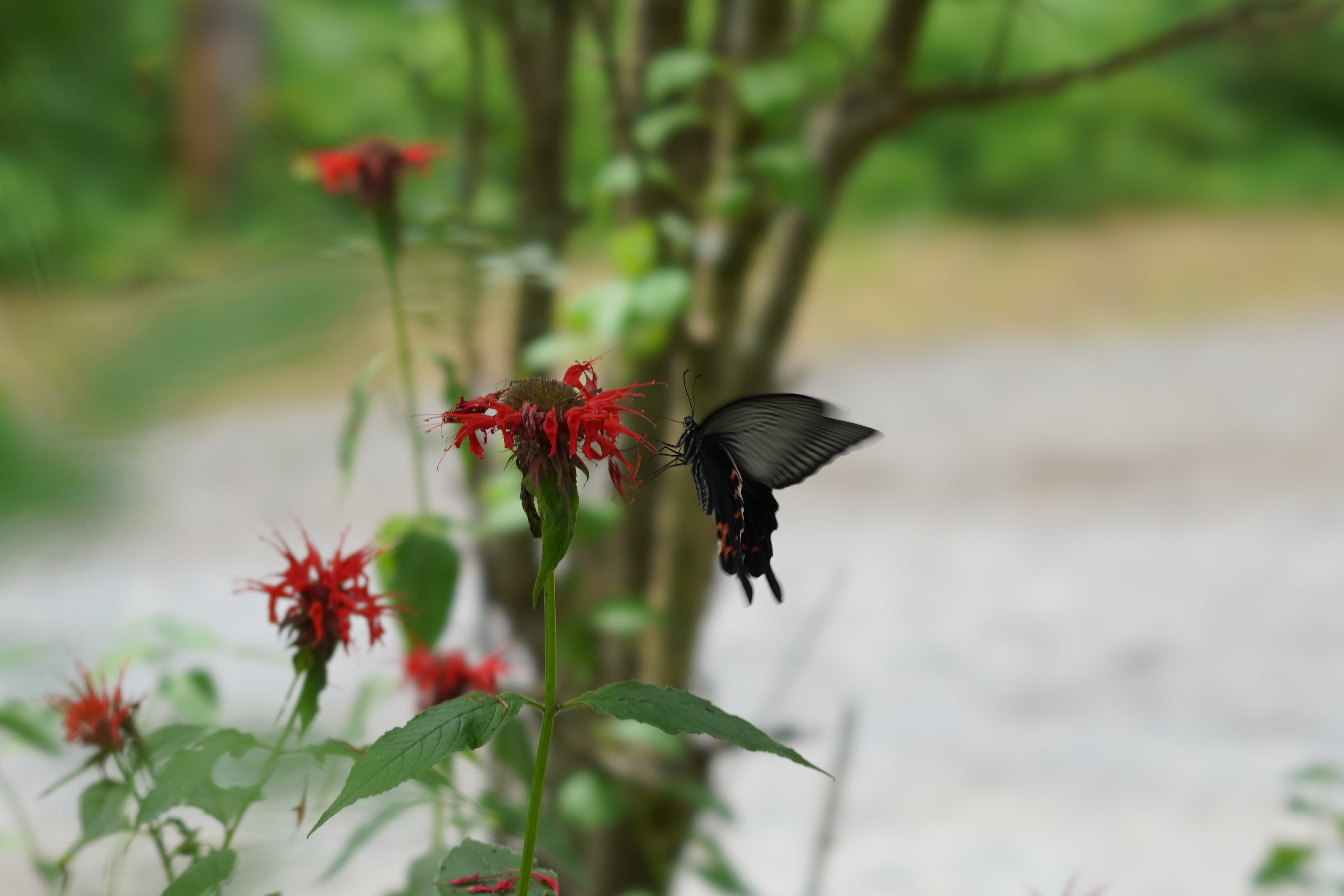 FE 100mm F2.8 STF GM OSS SEL100F28GM