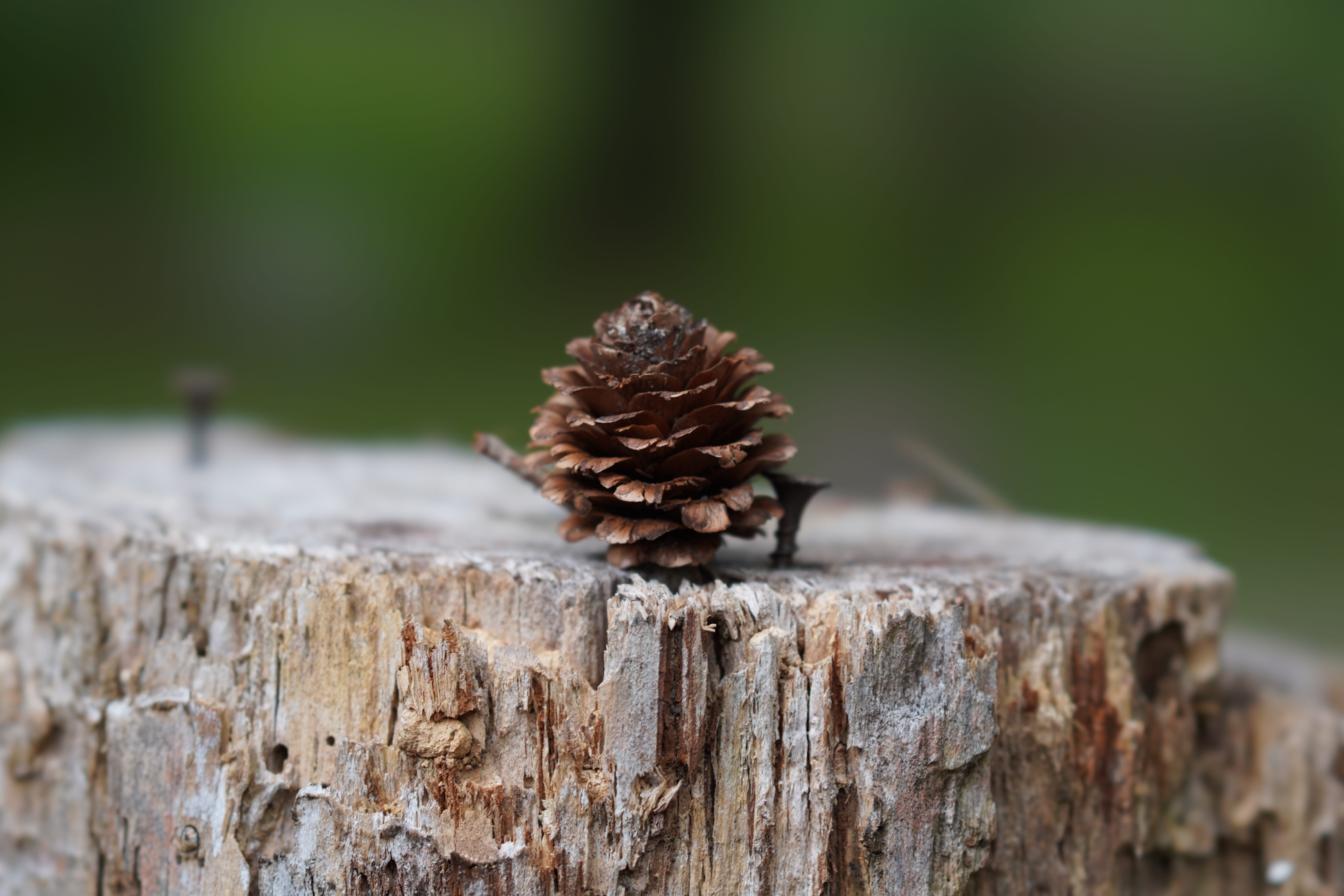 FE 100mm F2.8 STF GM OSS SEL100F28GM