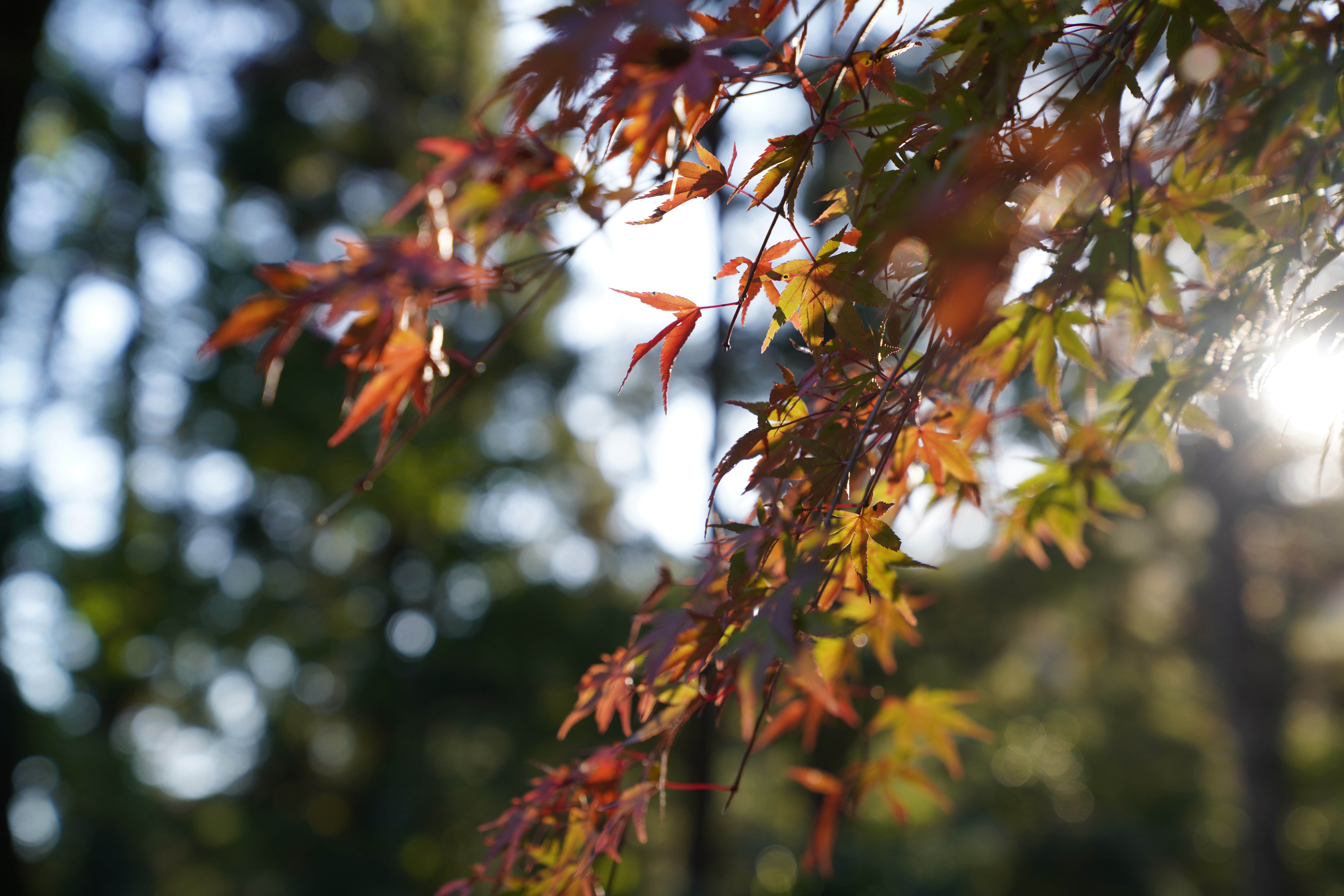 α7R IV ILCE-7RM4 ボディ