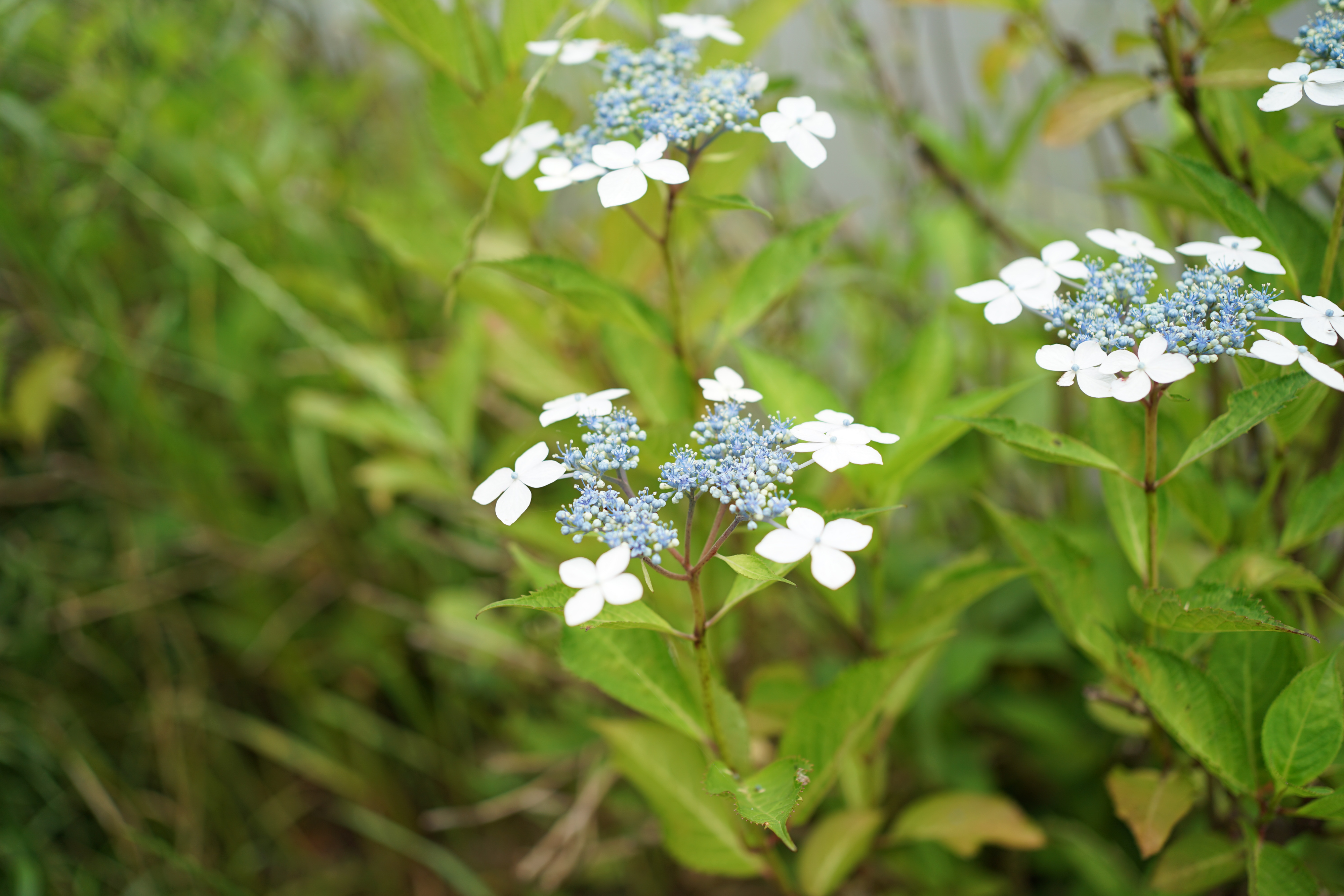 α7 II ILCE-7M2 ボディ