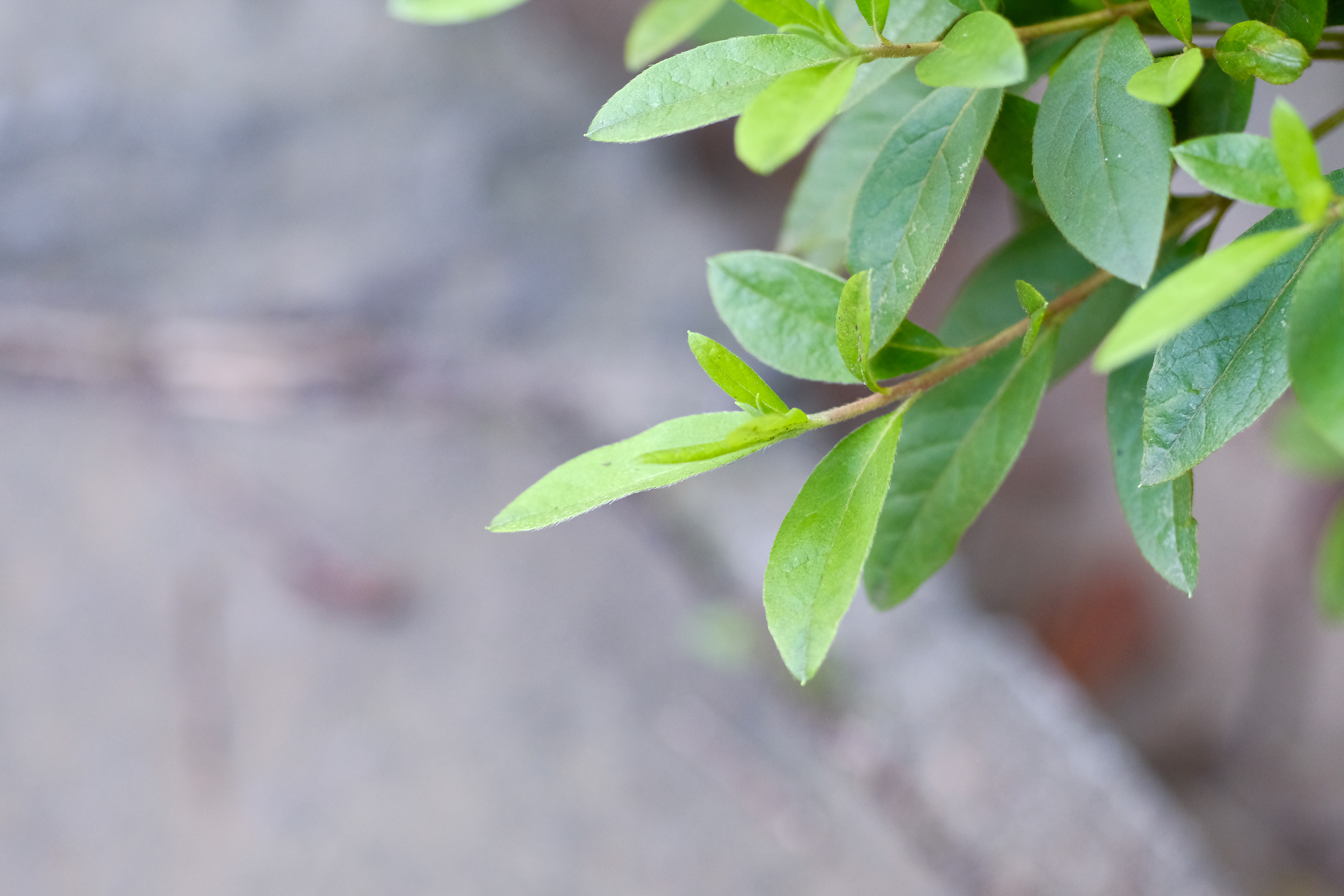 フジノンレンズ XF90mmF2 R LM WR