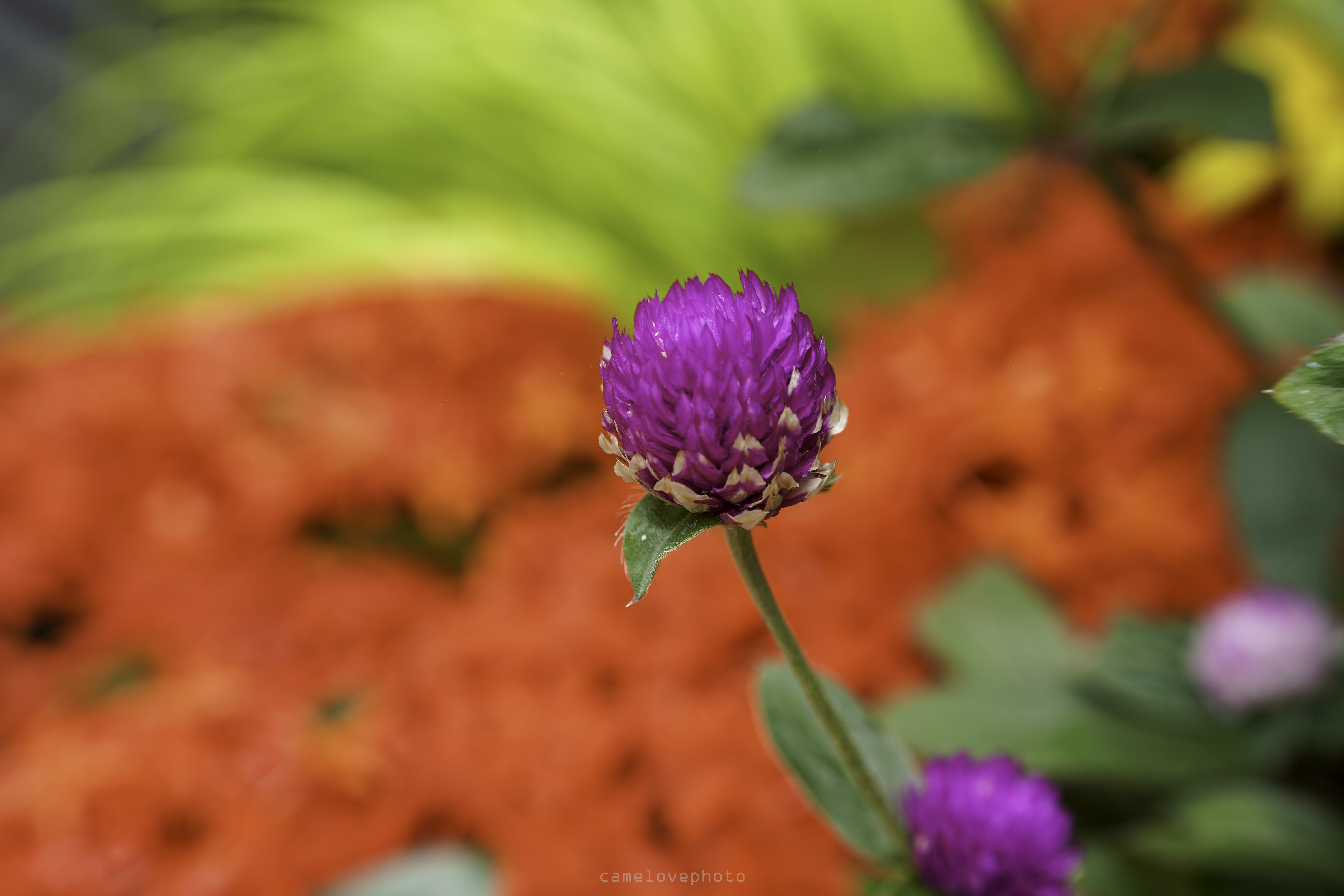 70-180mm F/2.8 Di III VXD (Model A056)