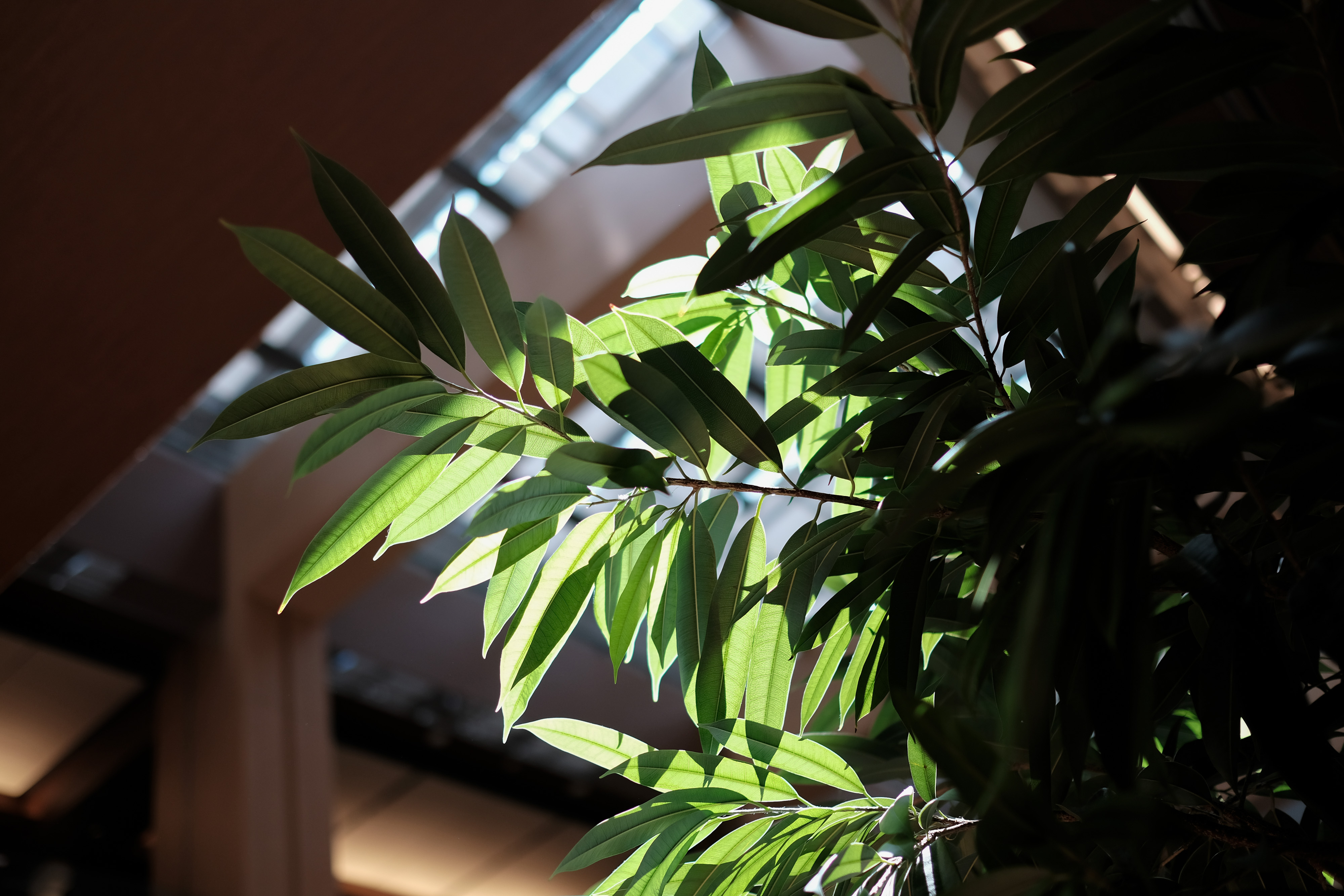 フジノンレンズ XF23mmF1.4 R