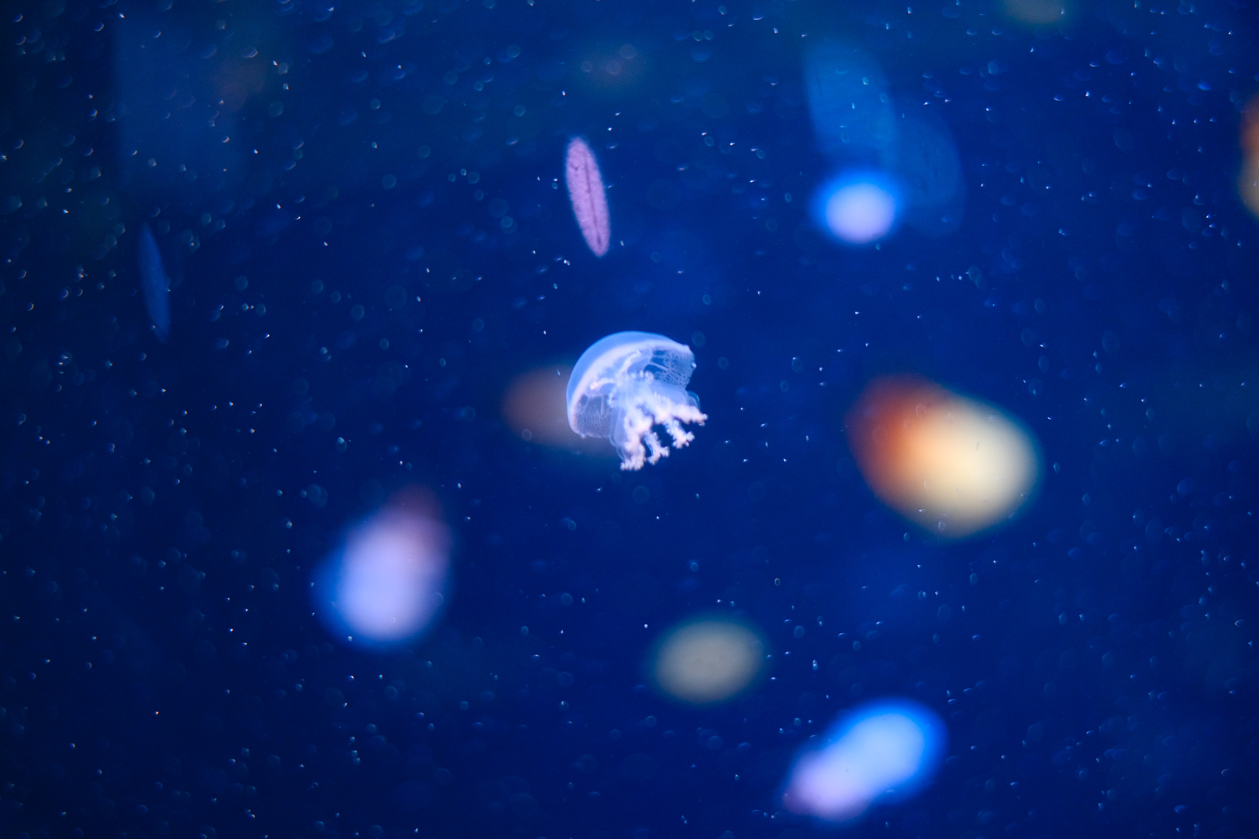 FUJIFILM 万能ミラーレス＆単焦点レンズセット X-T3 ボディ [シルバー] + XF35mm F1.4 R