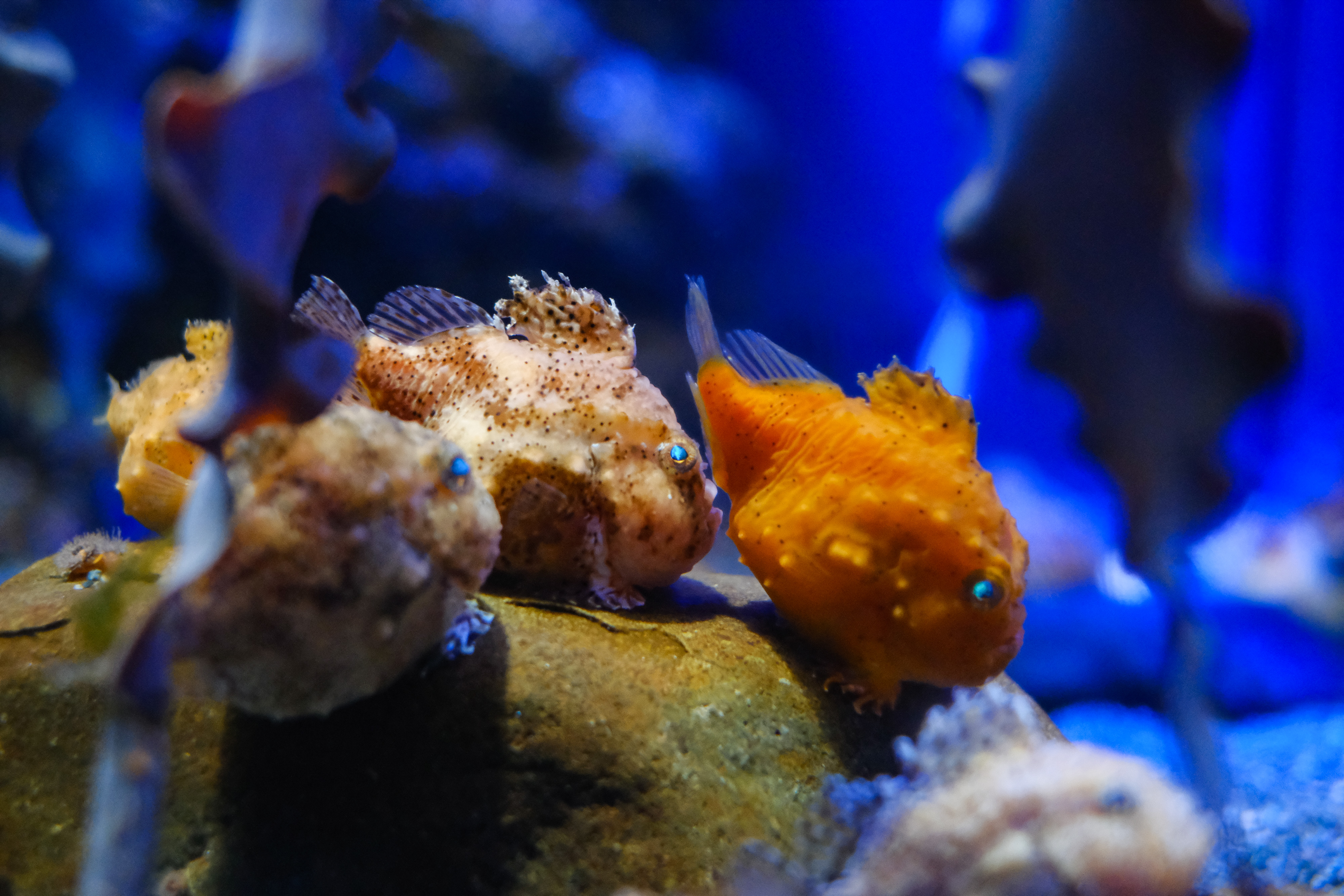 FUJIFILM 万能ミラーレス＆単焦点レンズセット X-T3 ボディ [シルバー] + XF35mm F1.4 R