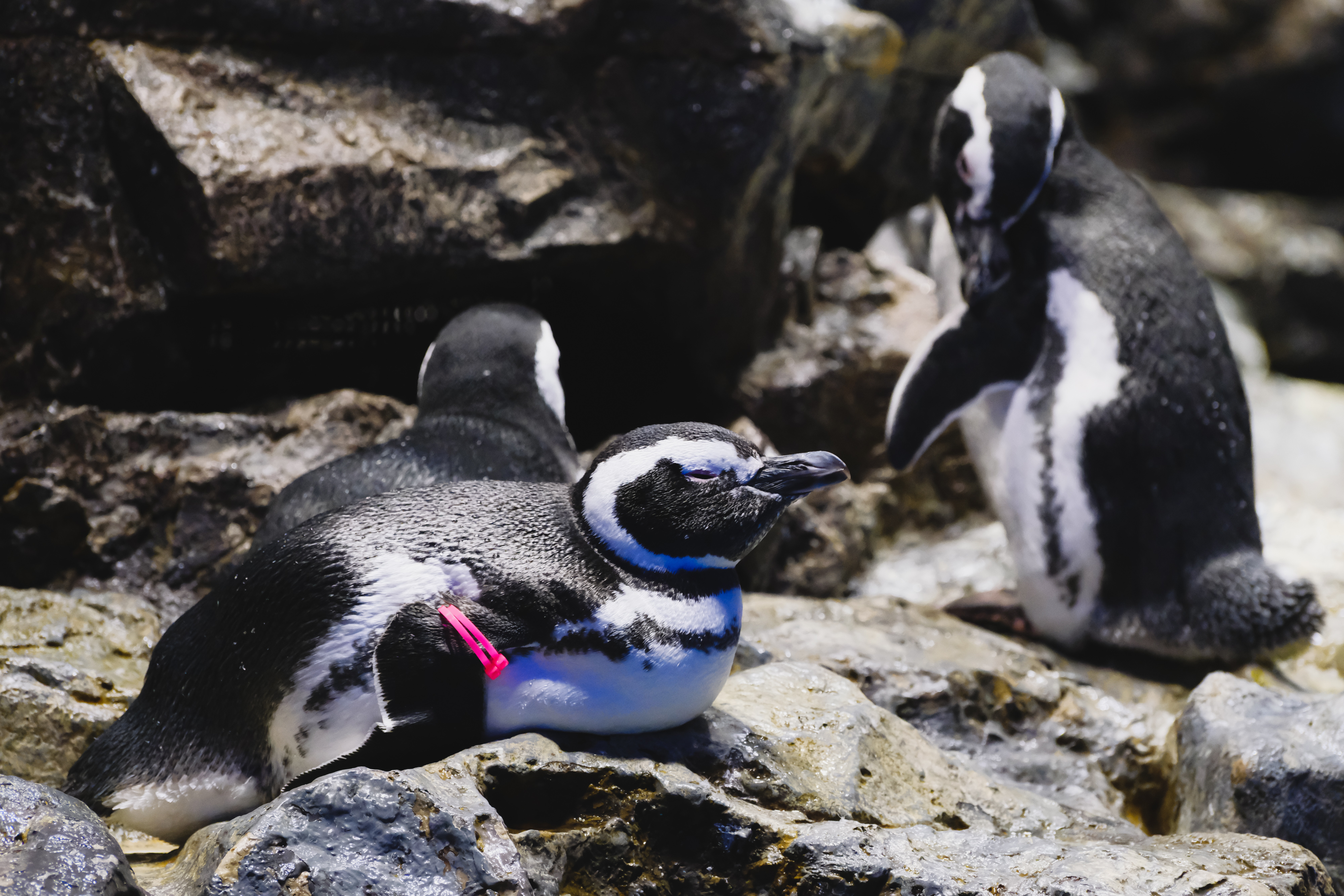 フジノンレンズ XF70-300mmF4-5.6 R LM OIS WR