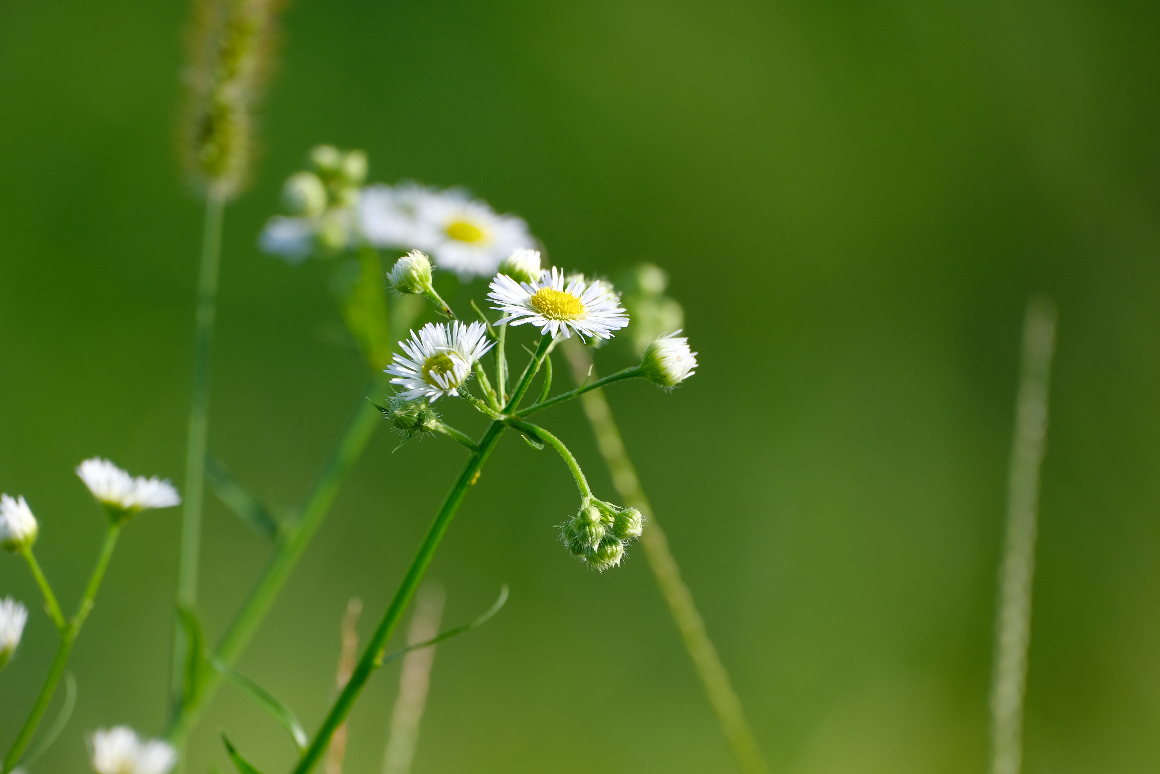 フジノンレンズ XF70-300mmF4-5.6 R LM OIS WR