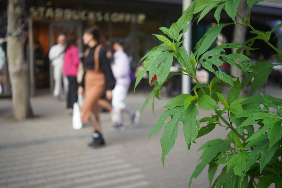 Tokyo Kogaku Topcor 50mm F3.5(固定鏡筒K型)