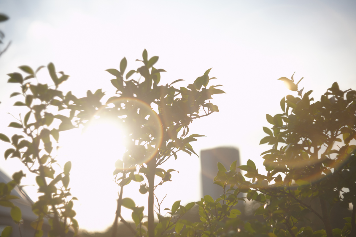 Leica Summar 50mm F2(クローム 沈胴)