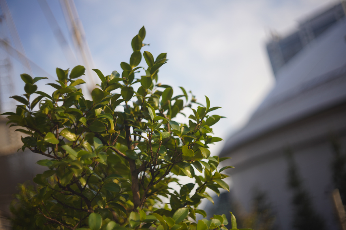 Leica Summar 50mm F2(クローム 沈胴)