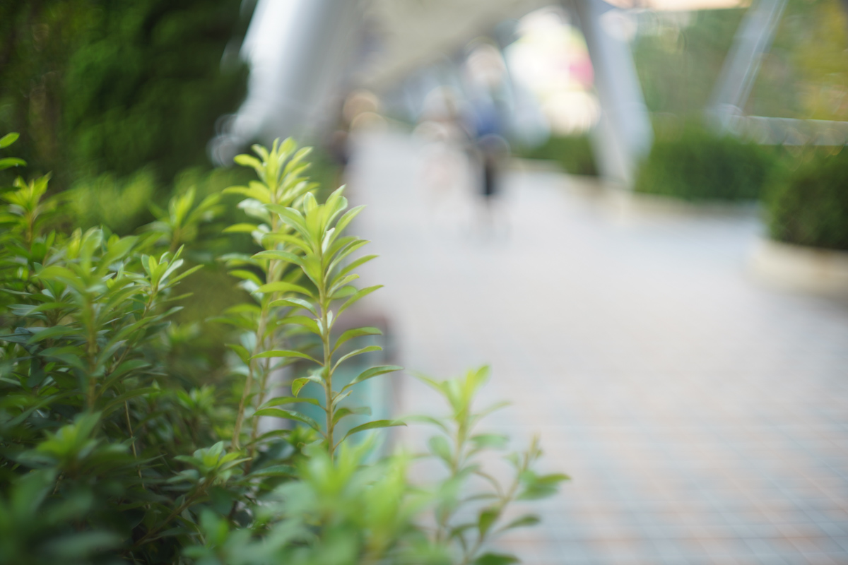 Leica Summarit 50mm F1.5 (前期)