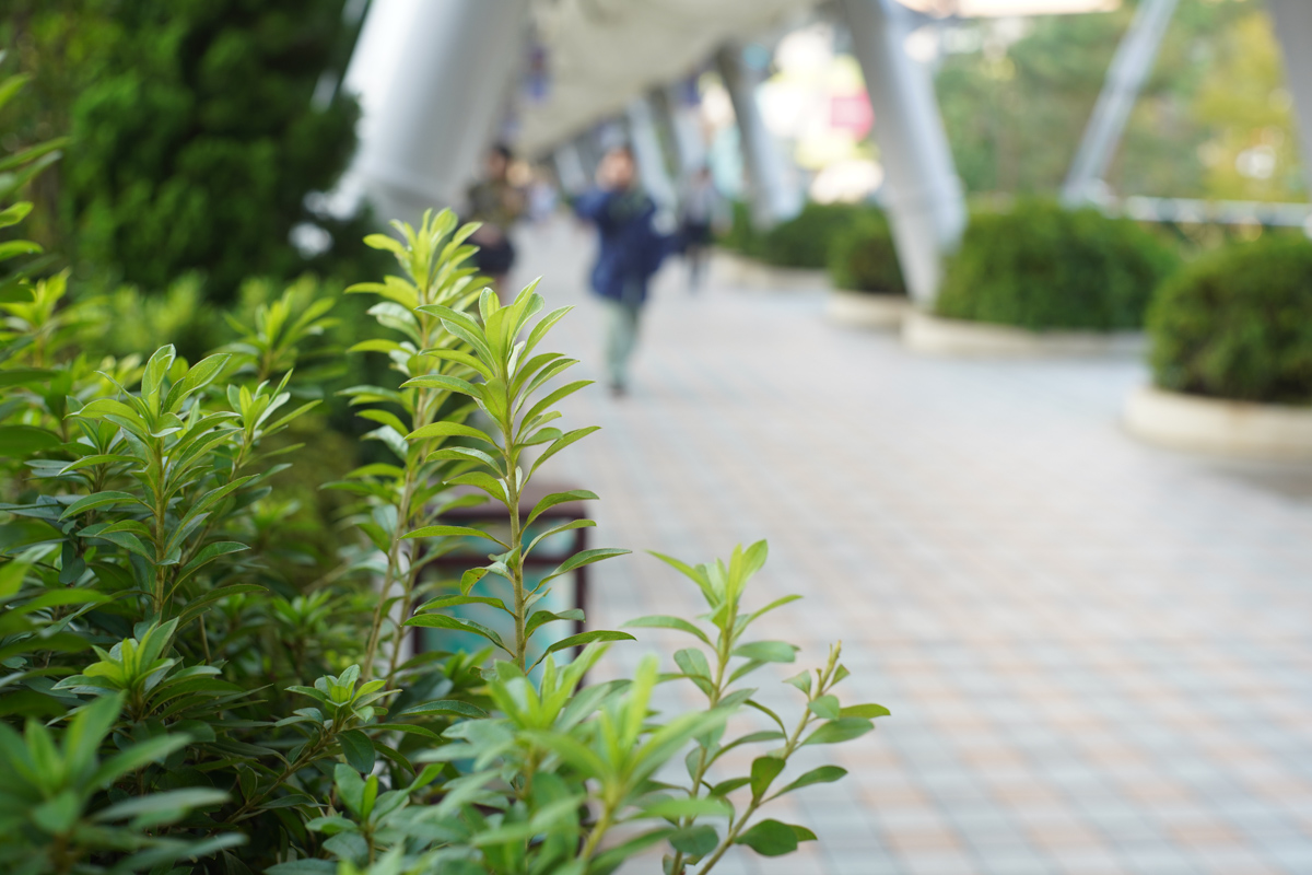 Leica Summarit 50mm F1.5 (前期)